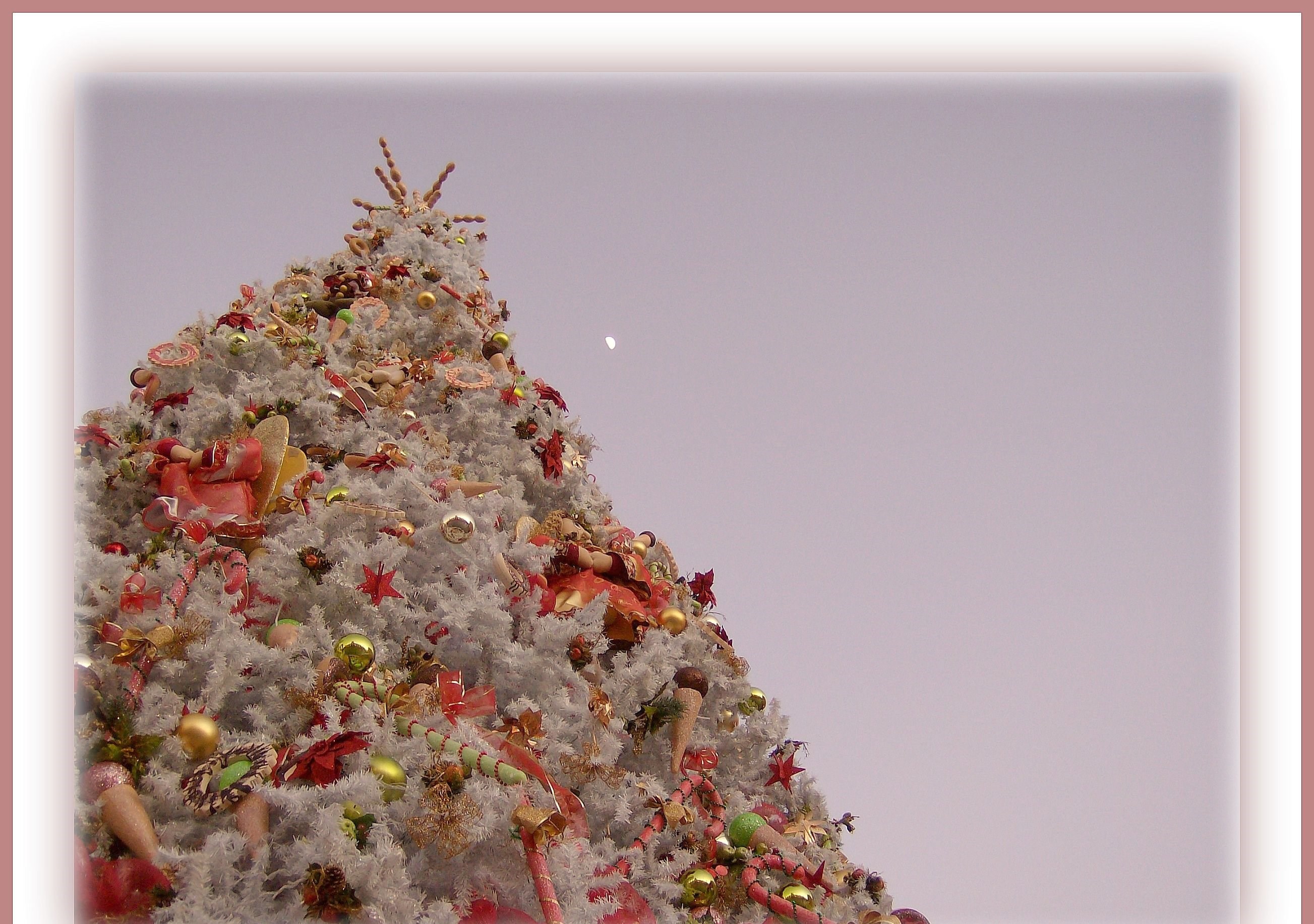 Fondos hd arbol blanco gigante