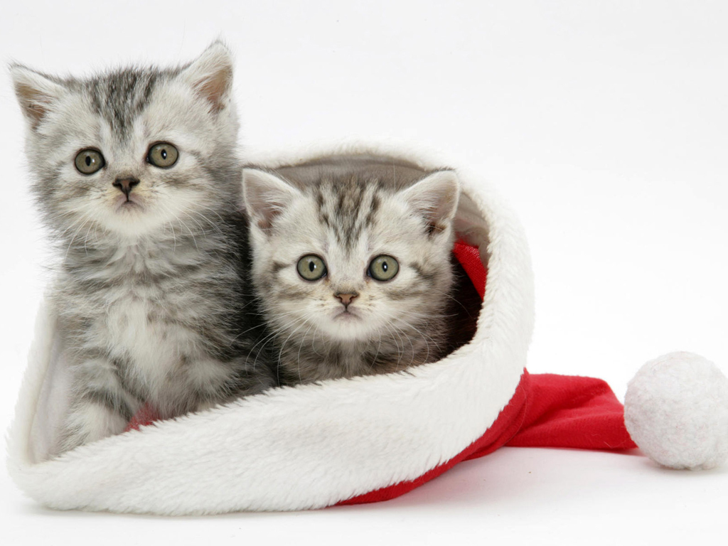 Fondos hd gatitos metidos en gorro navideño