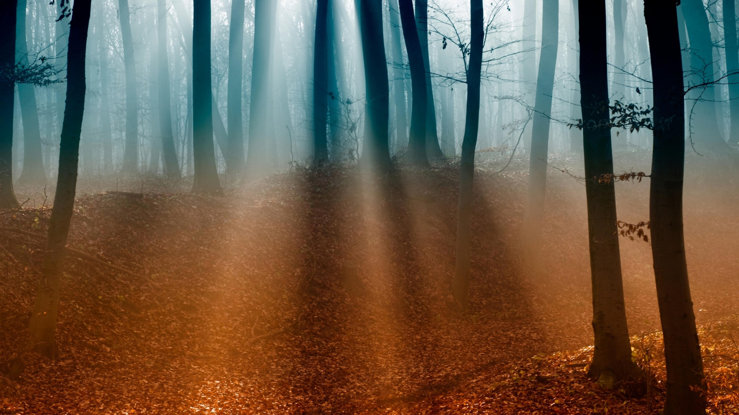 Forest 2560x1440 4k 5k wallpaper trees sunlight fog autumn
