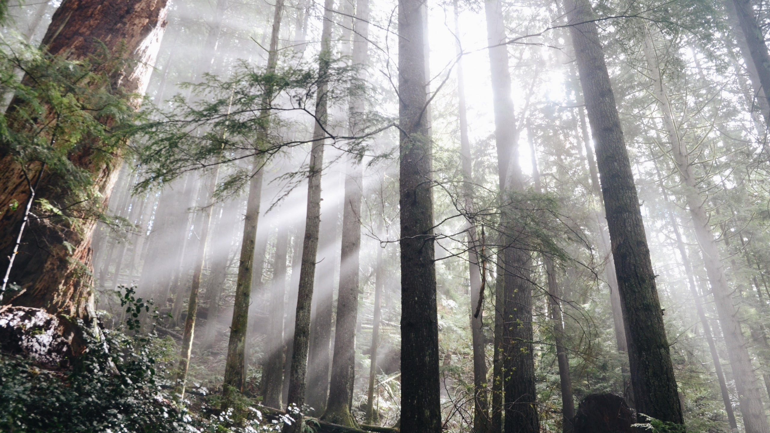 Forest 2560x1440 green light 4k