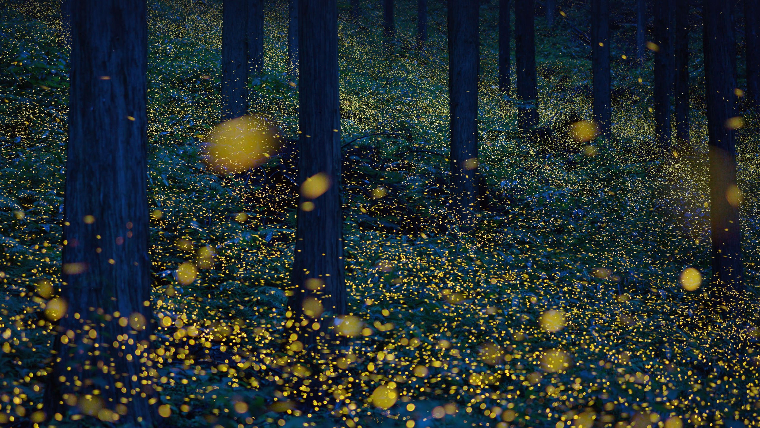 Forest 2560x1440 light night 5k