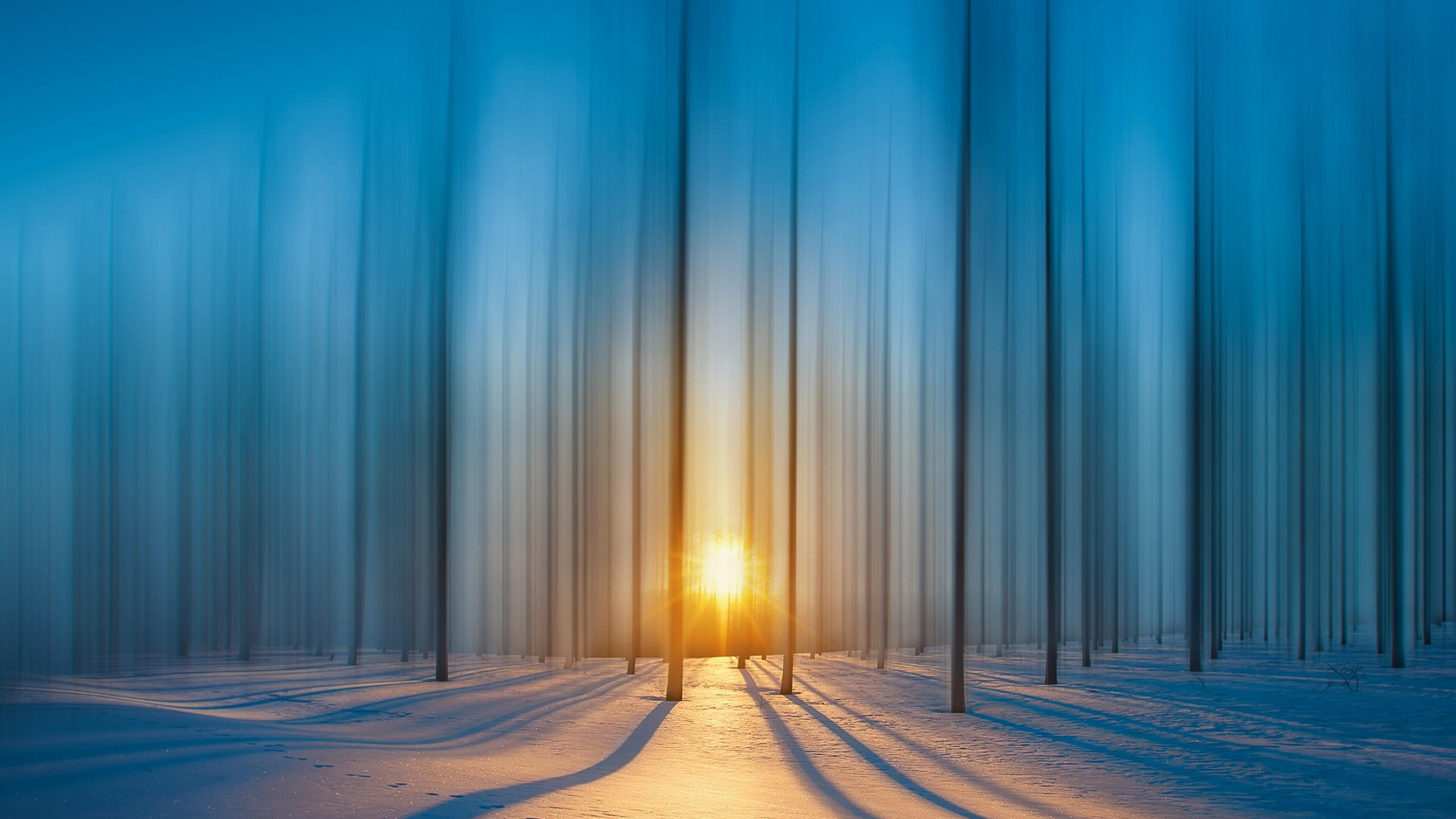 Forest 2560x1440 snow sunset hd