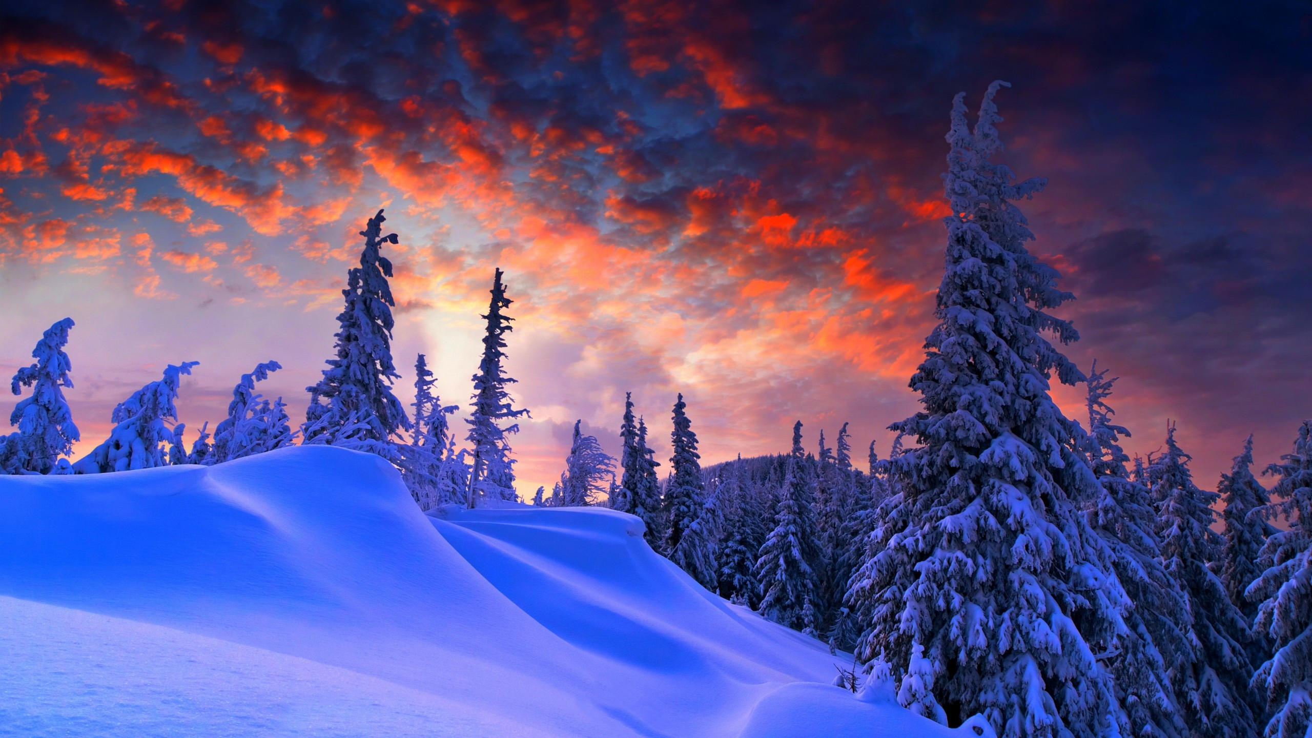 Forest 2560x1440 snow winter sunrise clouds 8k