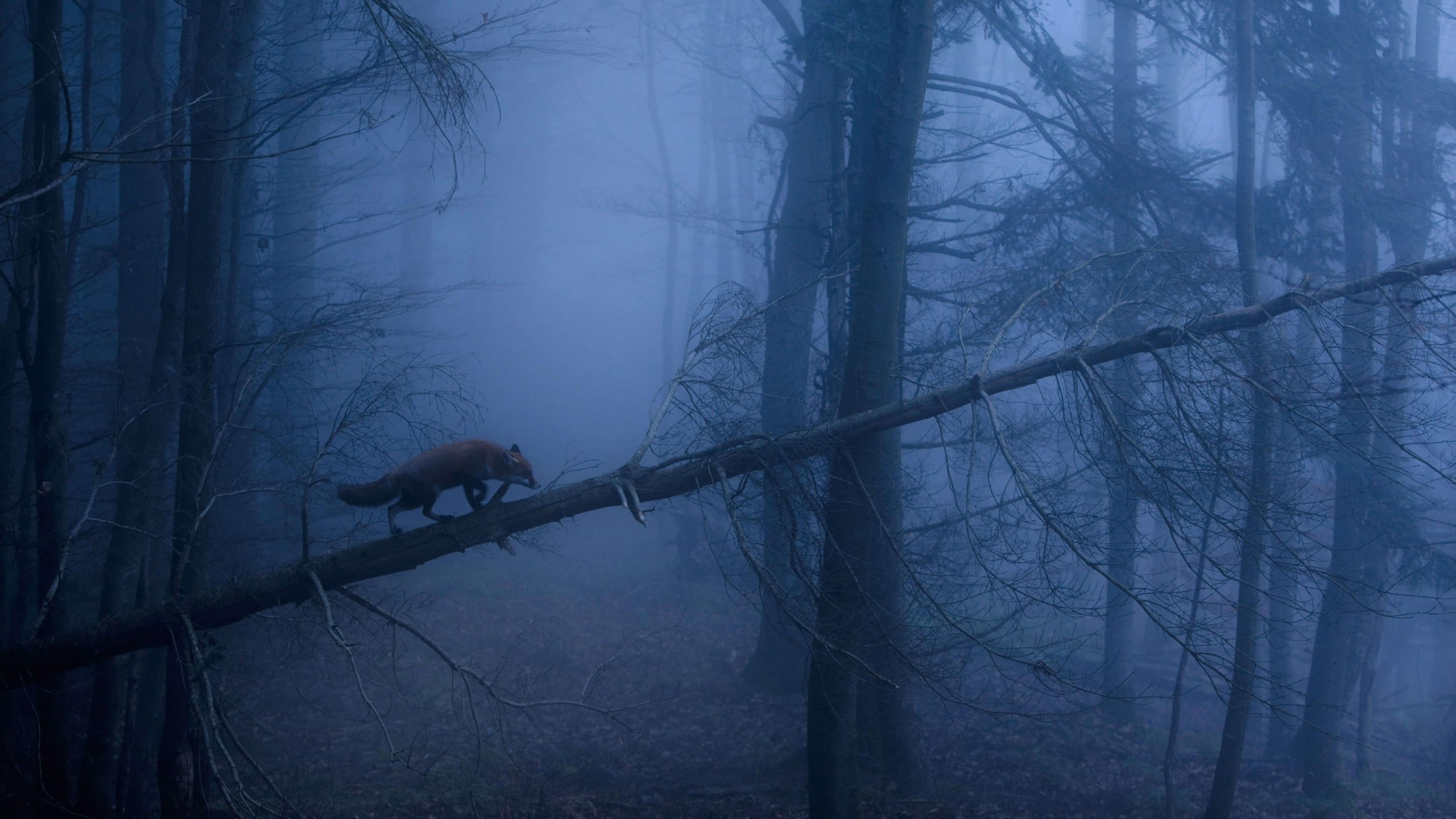 Fox 2560x1440 dark forest fog 5k