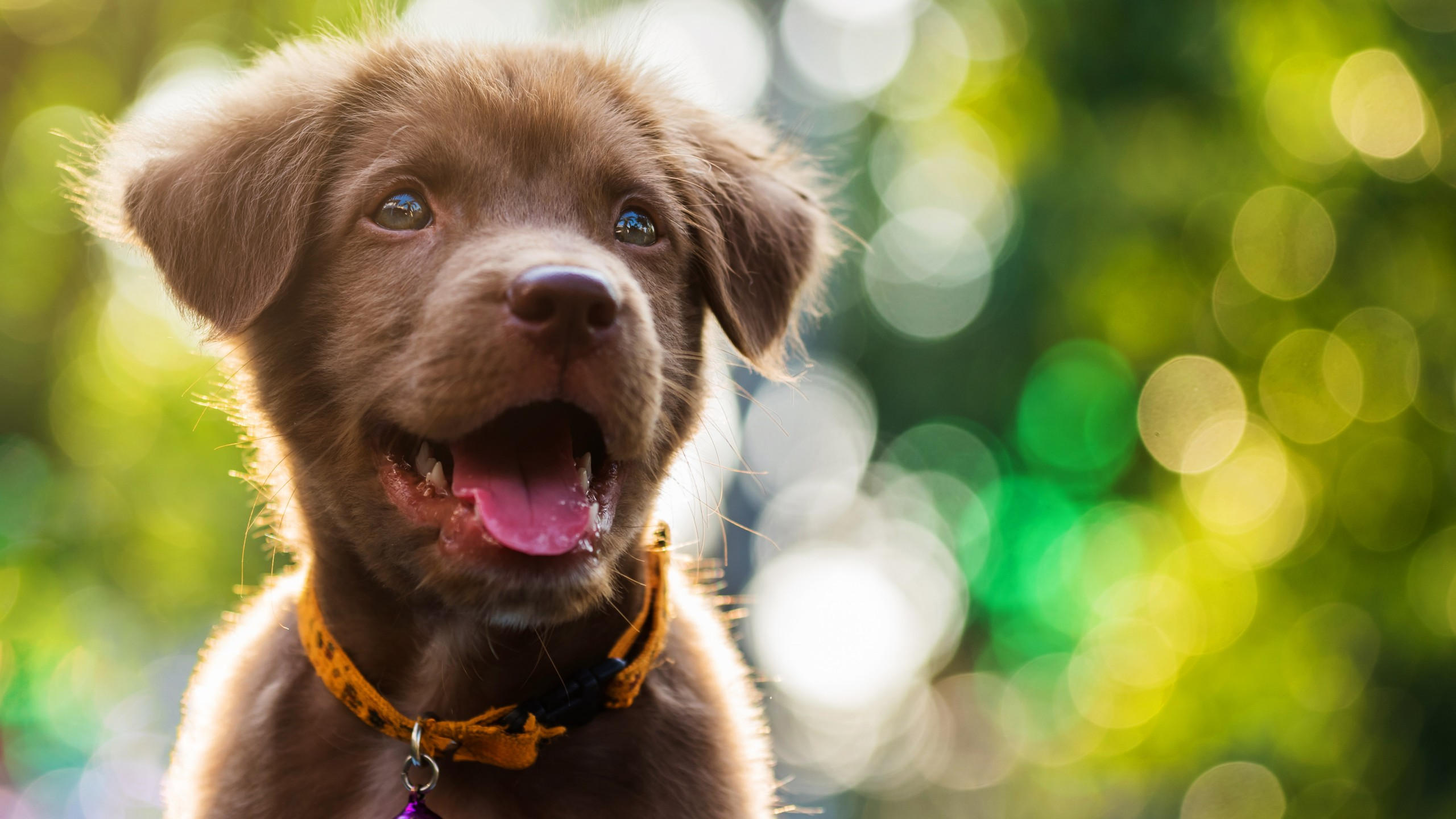Funny animals 2560x1440 dog puppy 6k