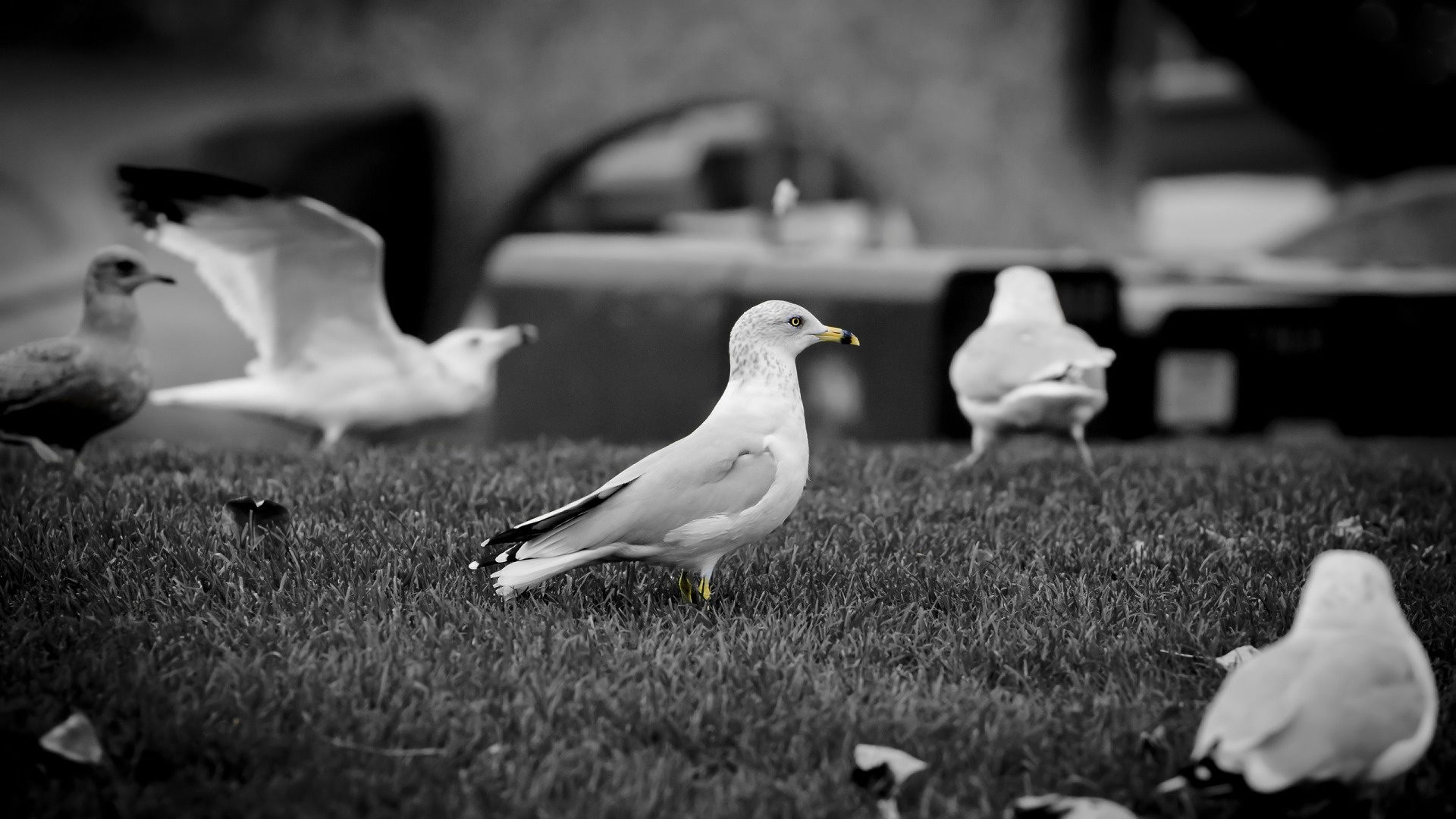 Gaviotas en blanco y negro