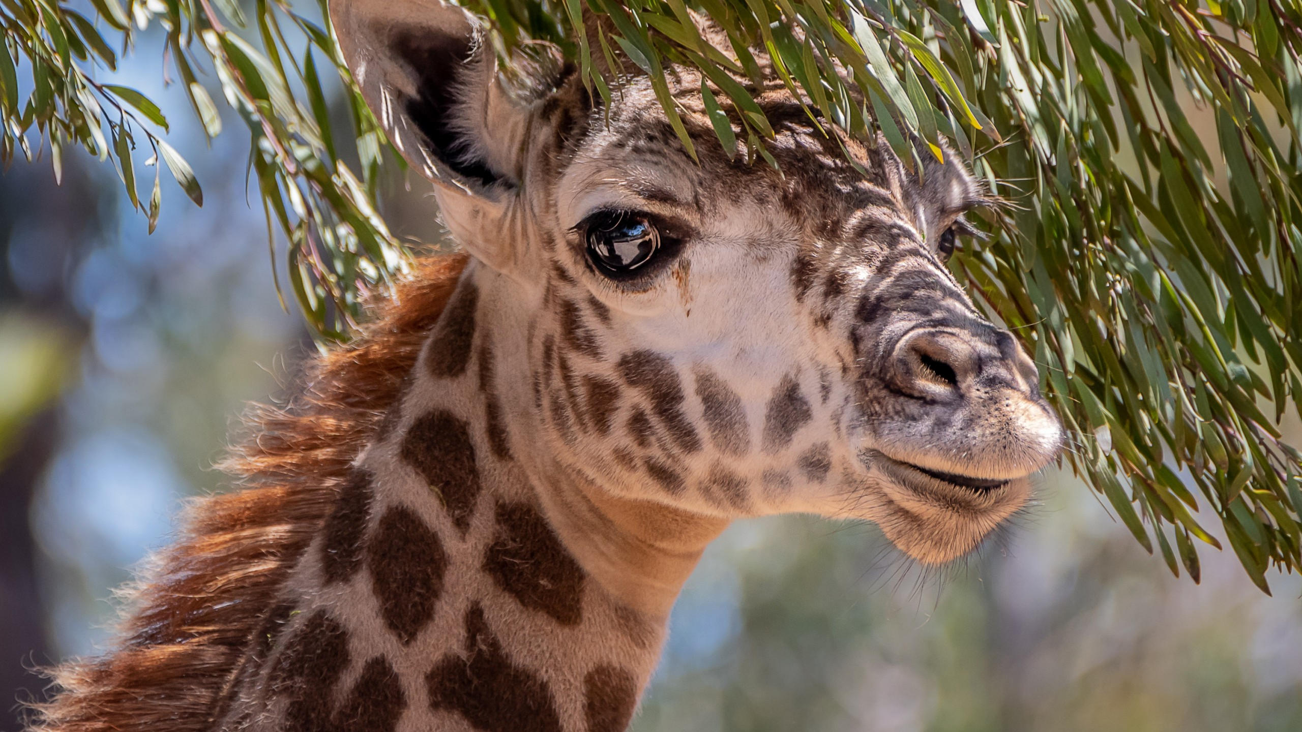 Giraffe 2560x1440 cute animals 4k
