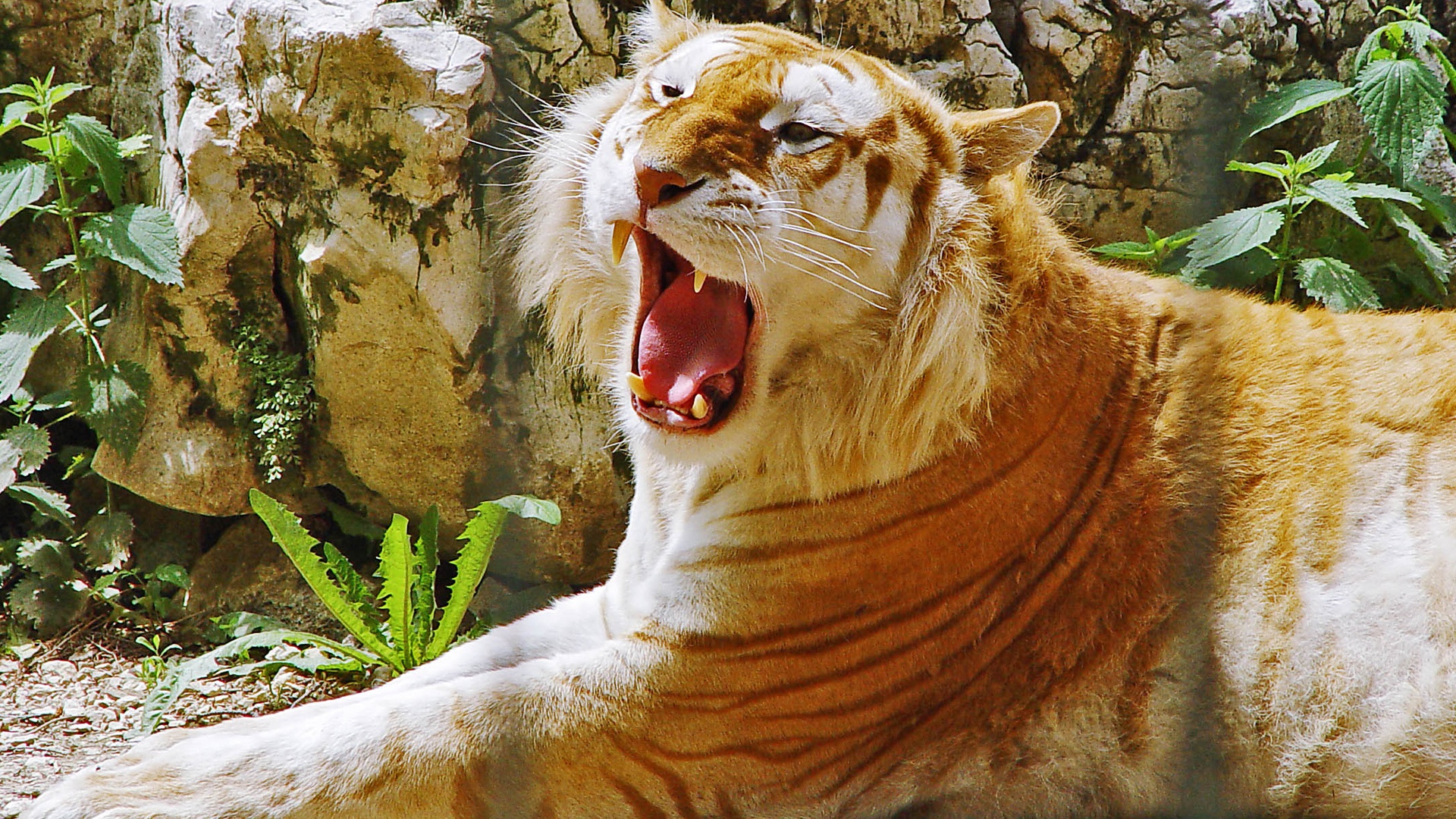 Golden tiger