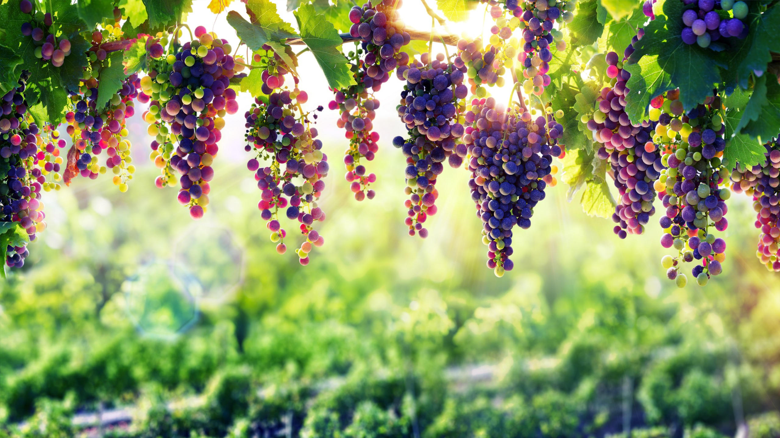 Grapes 2560x1440 8k