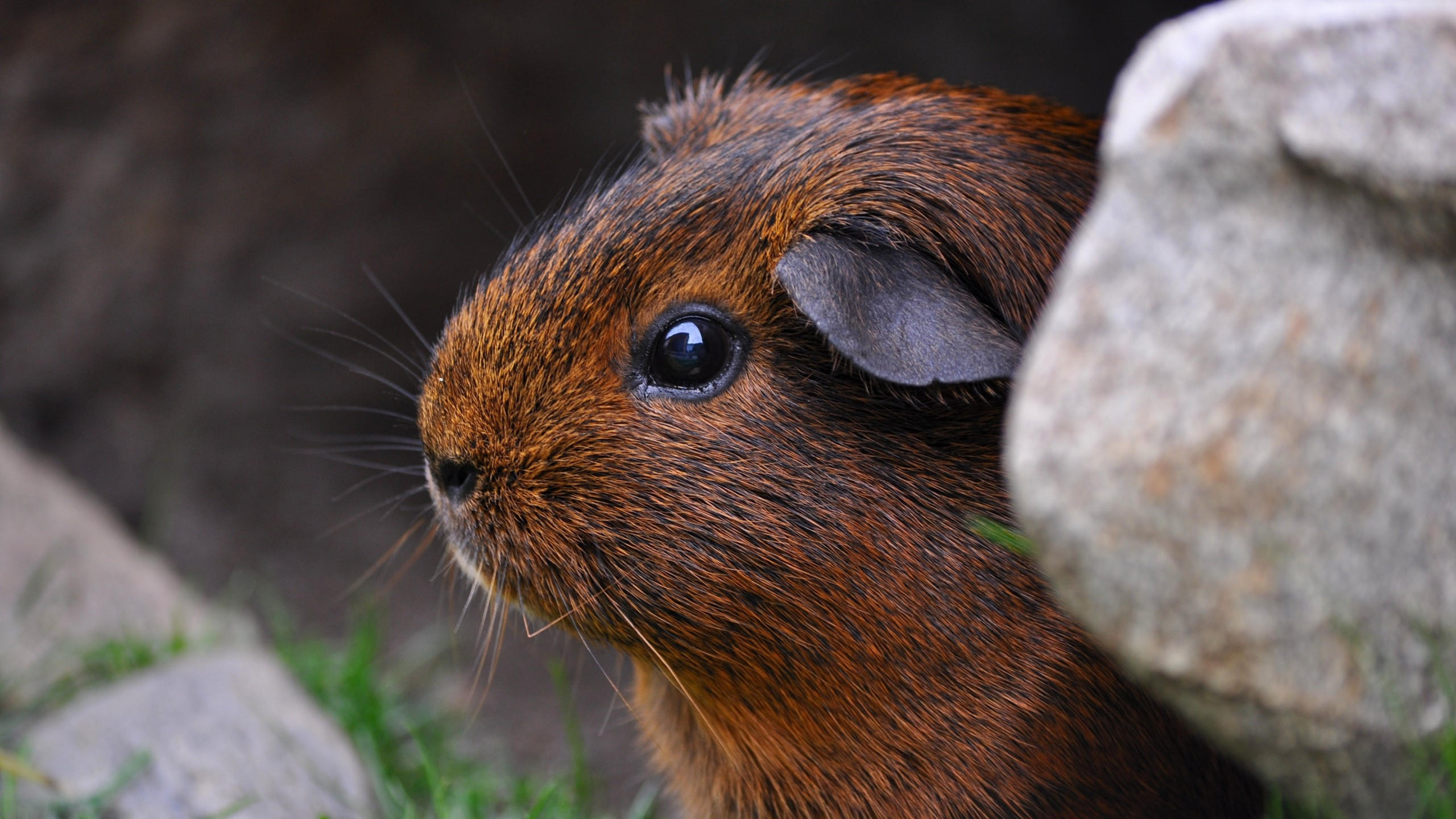 Guinea pig 2560x1440 brown cute animals