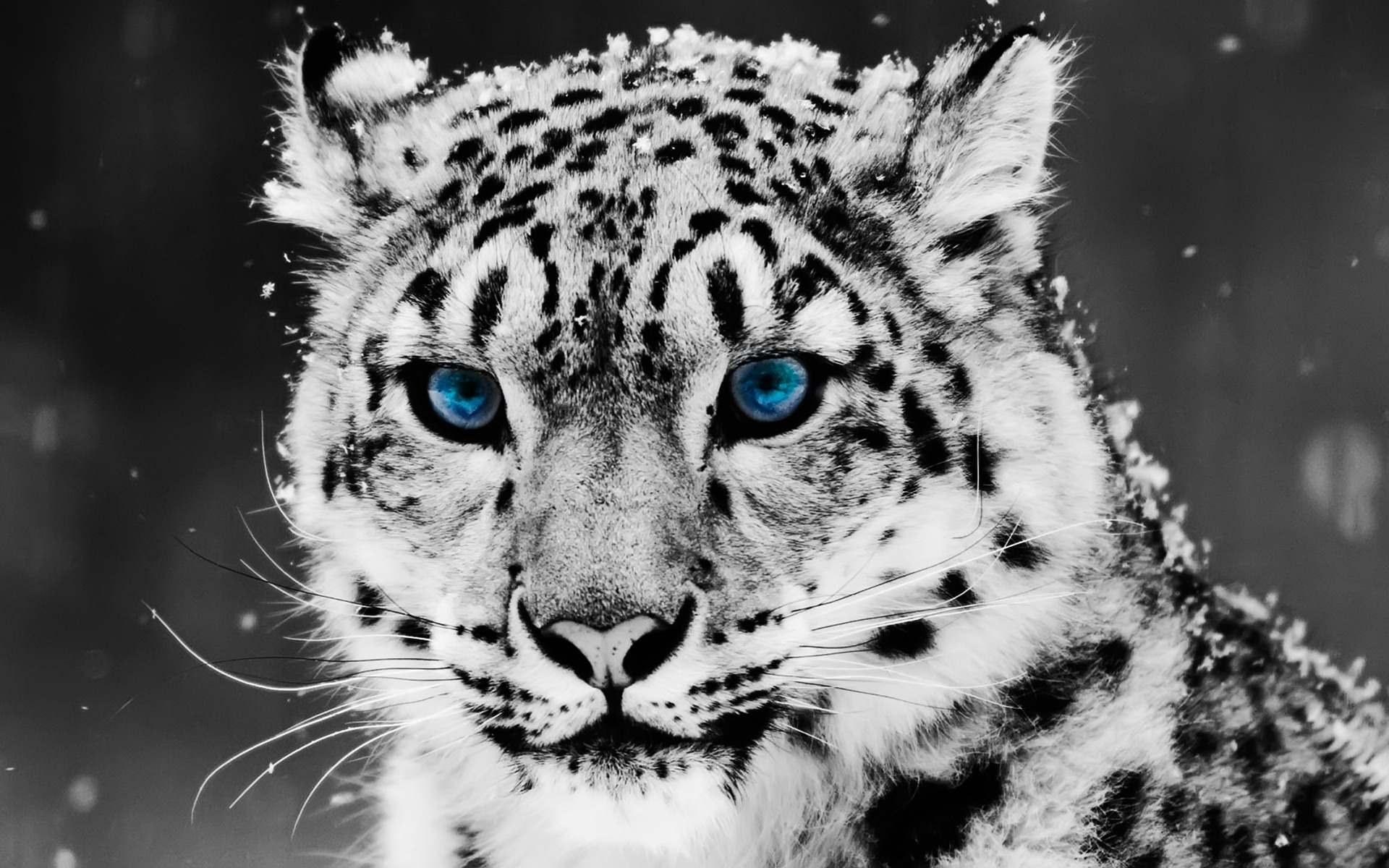 Leopardo en blanco y negro con ojos azules en 4K
