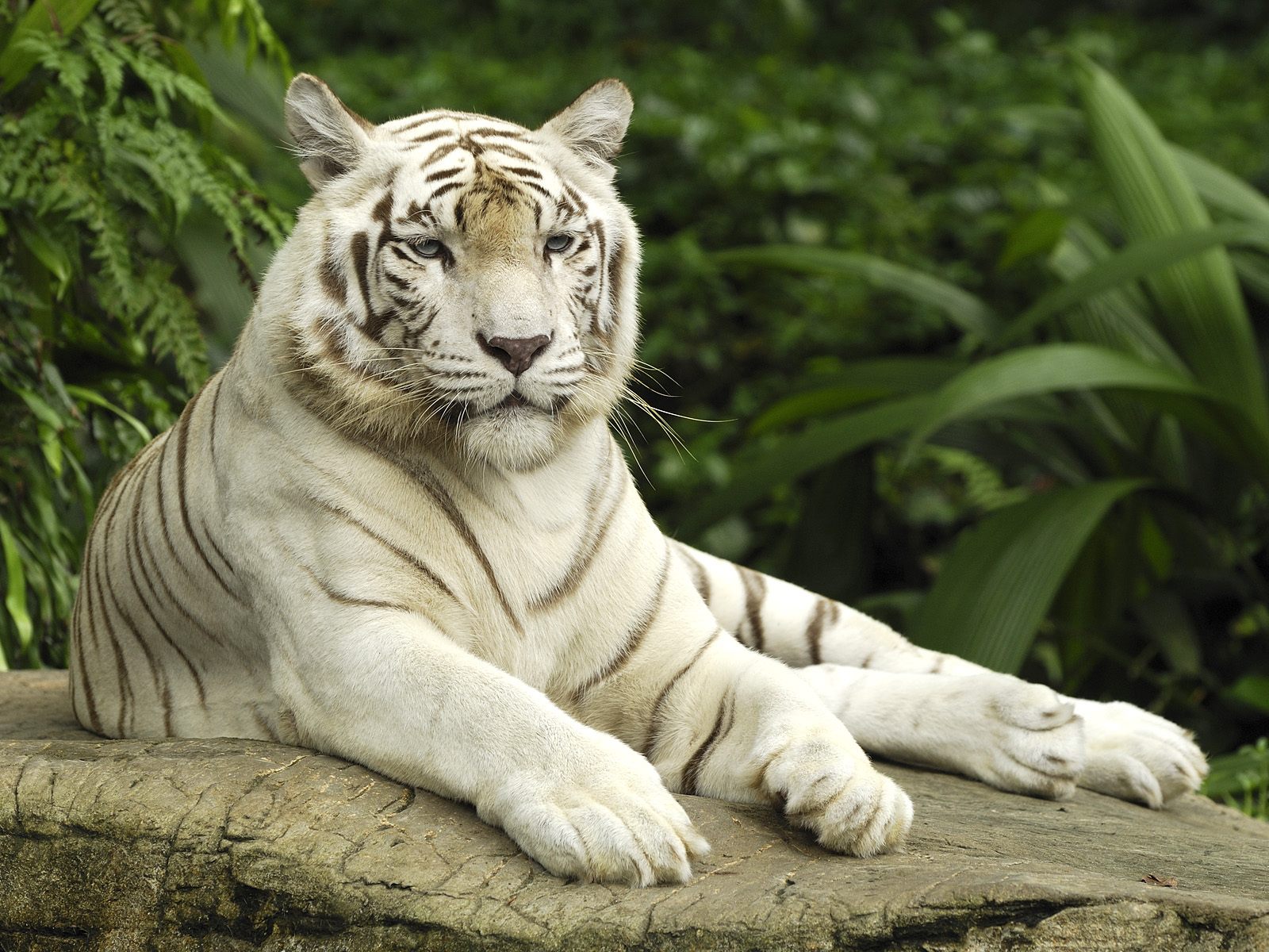 HD Animals wallpapers White Tiger Singapore