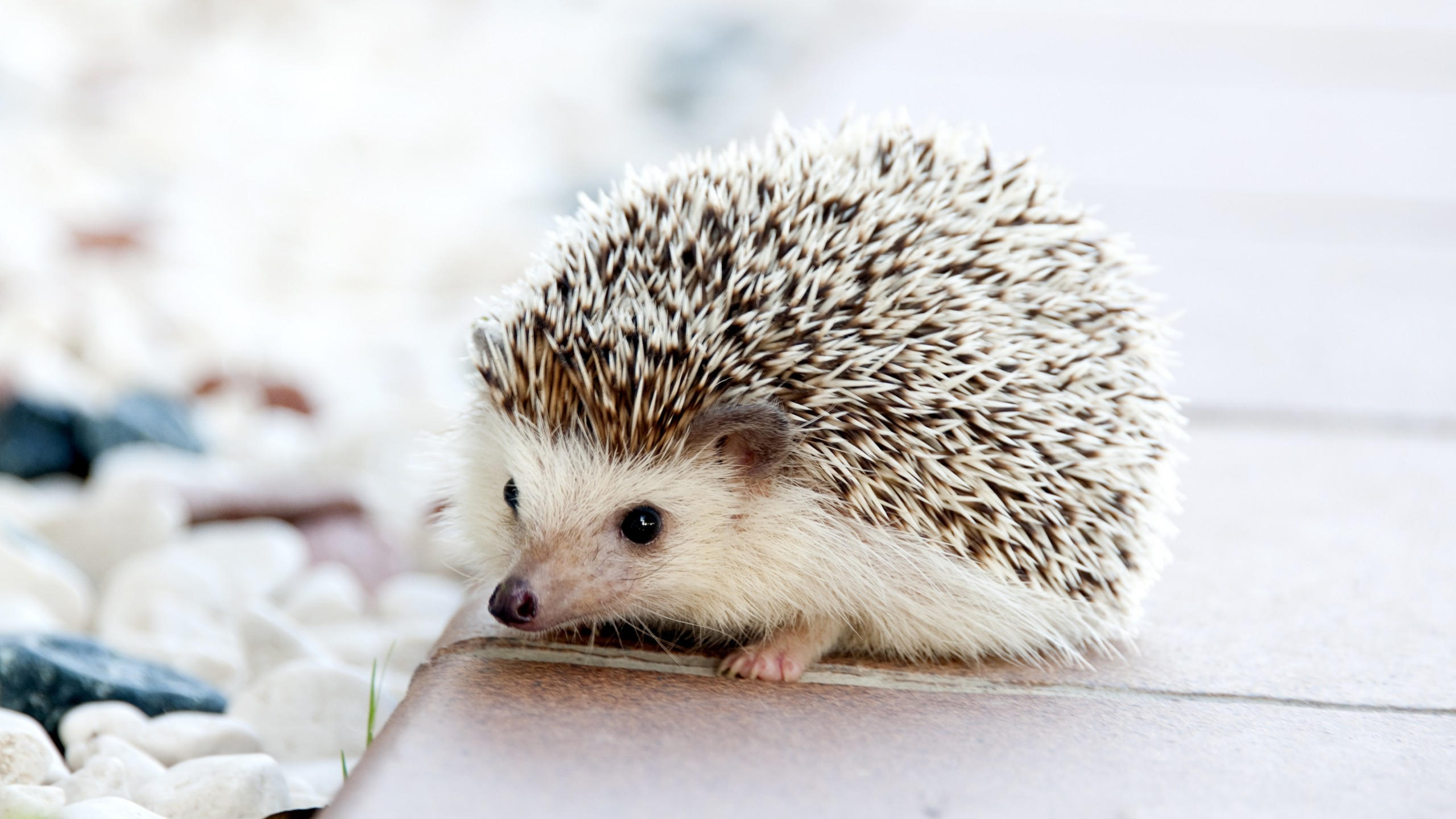 Hedgehog 2560x1440 cute animals 4k