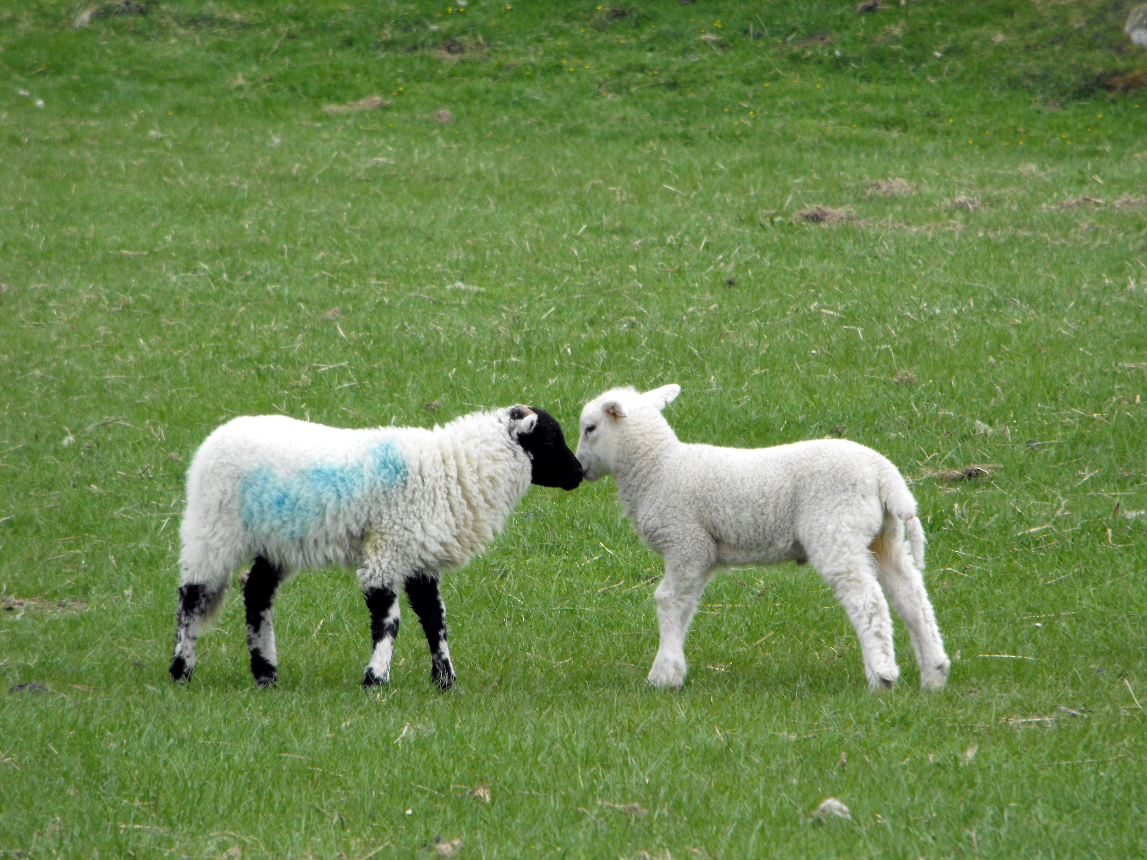 hermosas ovejitas cariñosas