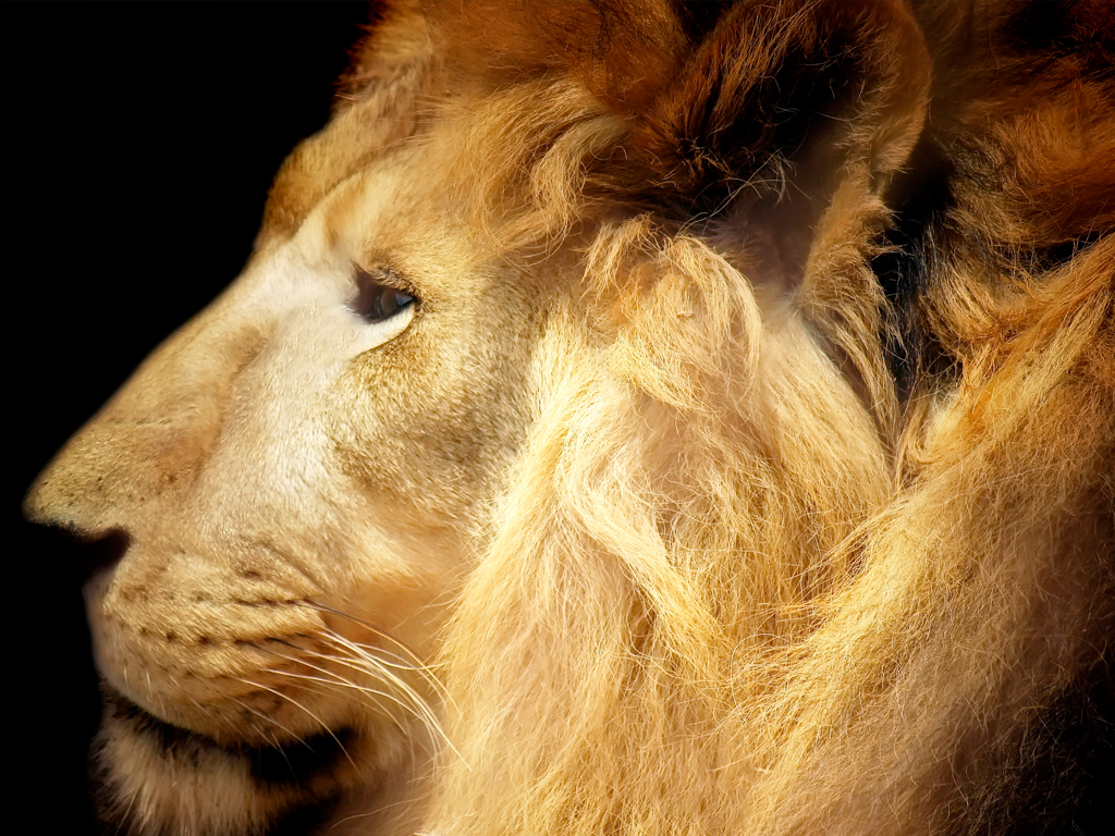 High resolution animals lion