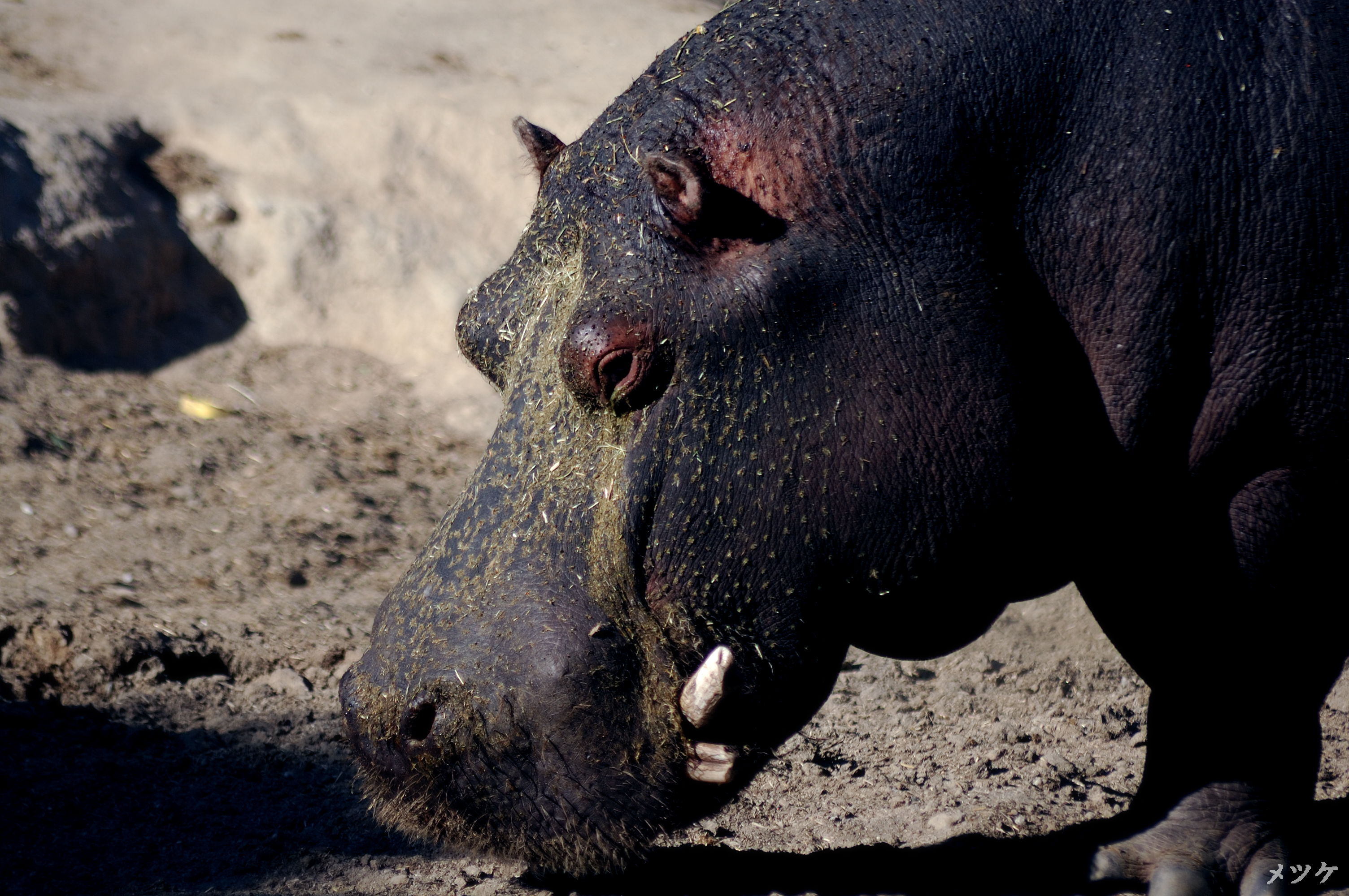 hipopotamo hambriento