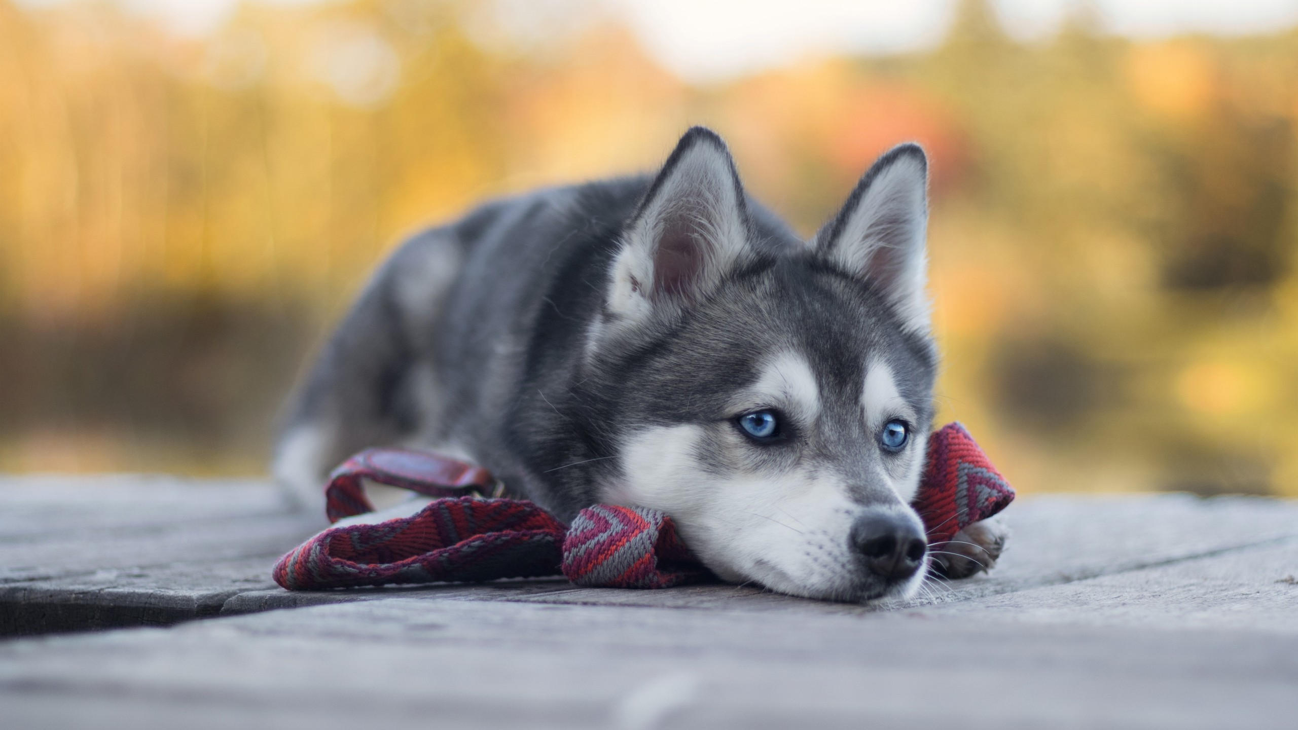 Husky 2560x1440 dog cute animals 4k