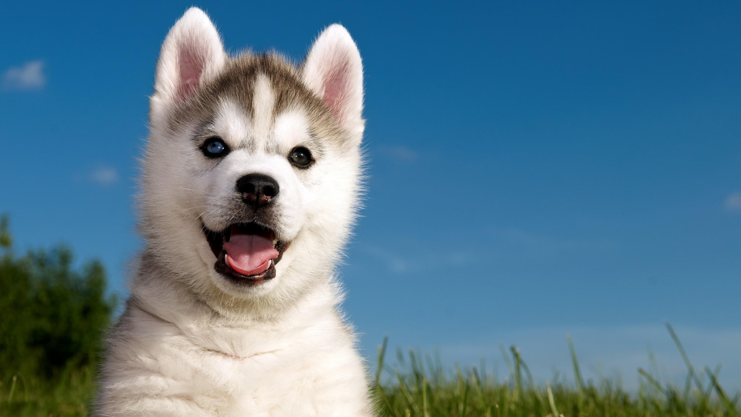 Husky 2560x1440 puppy funny animals cute animals 4k