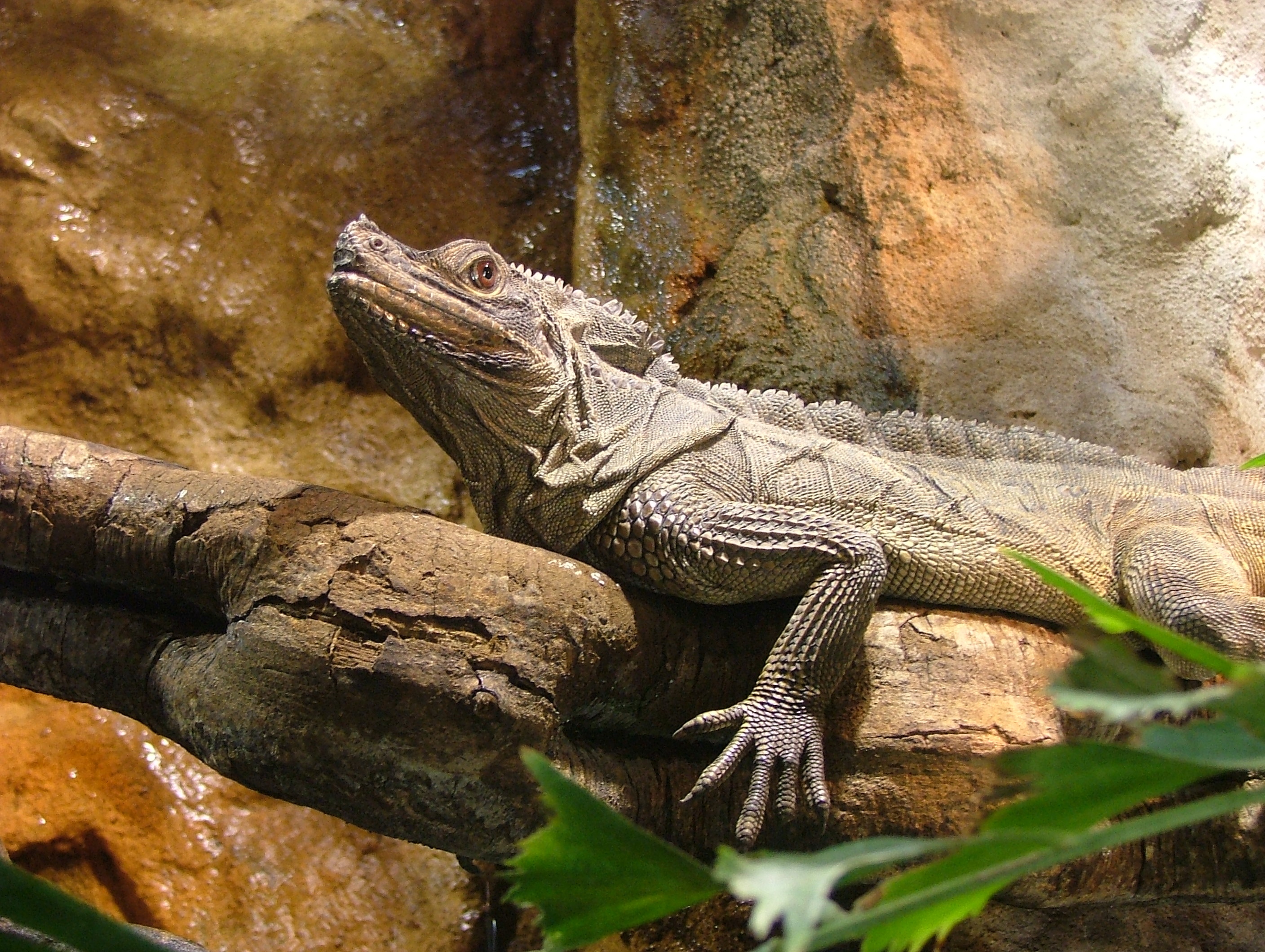 iguana en una roca