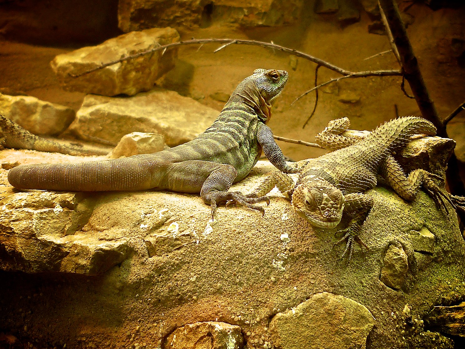 iguanas de desierto