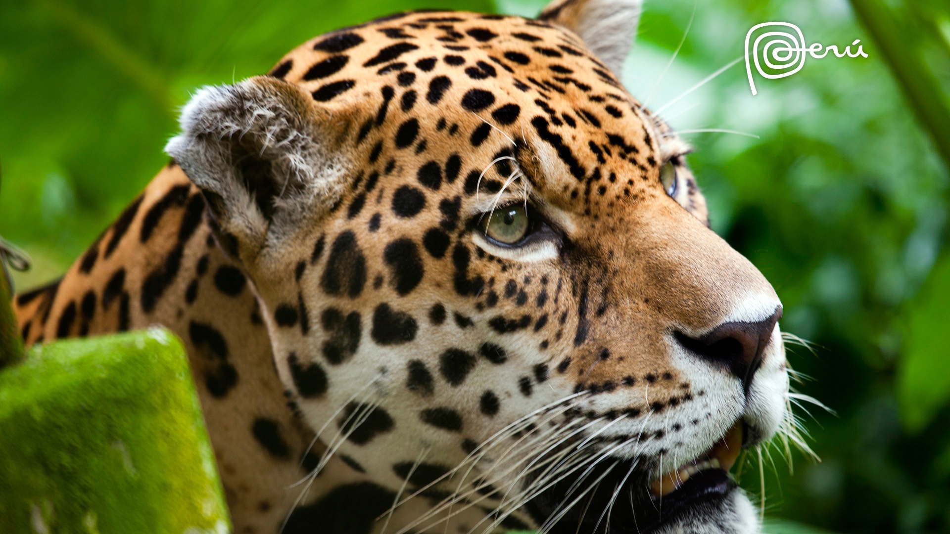 Jaguar the big cat