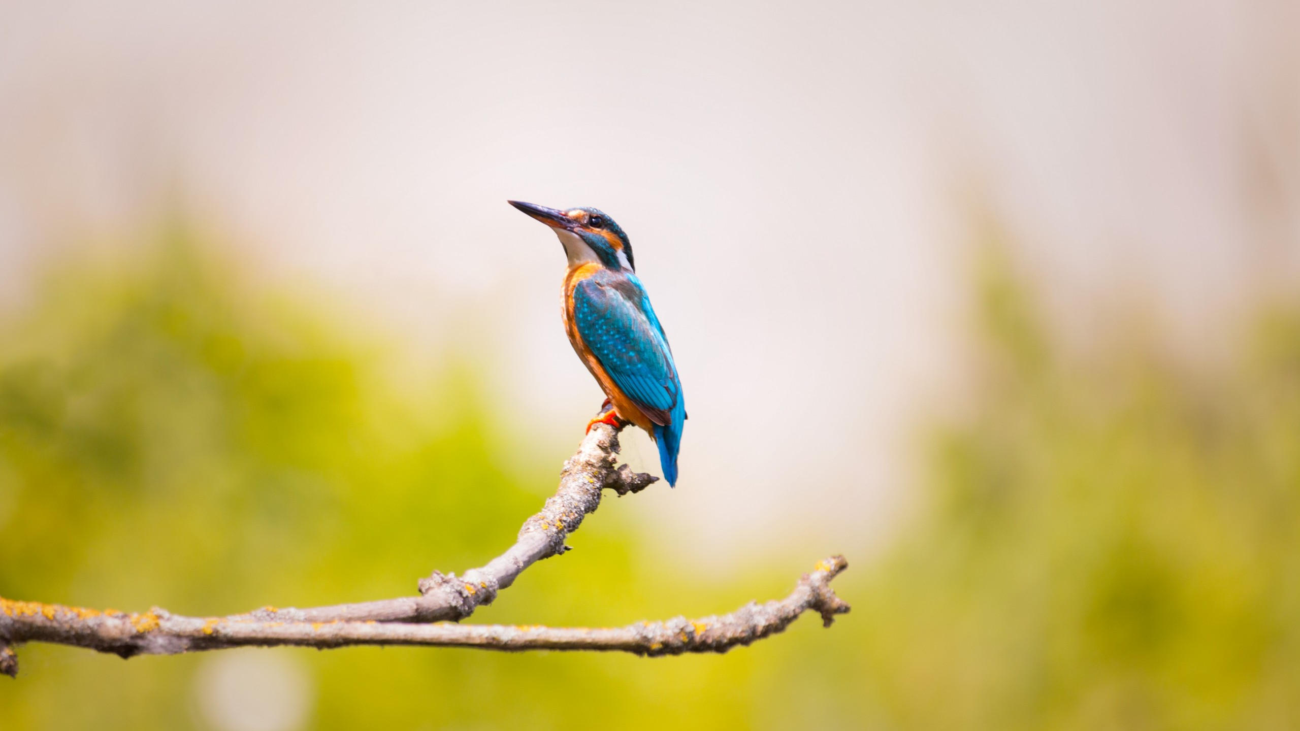 Kingfisher 2560x1440 bird 5k