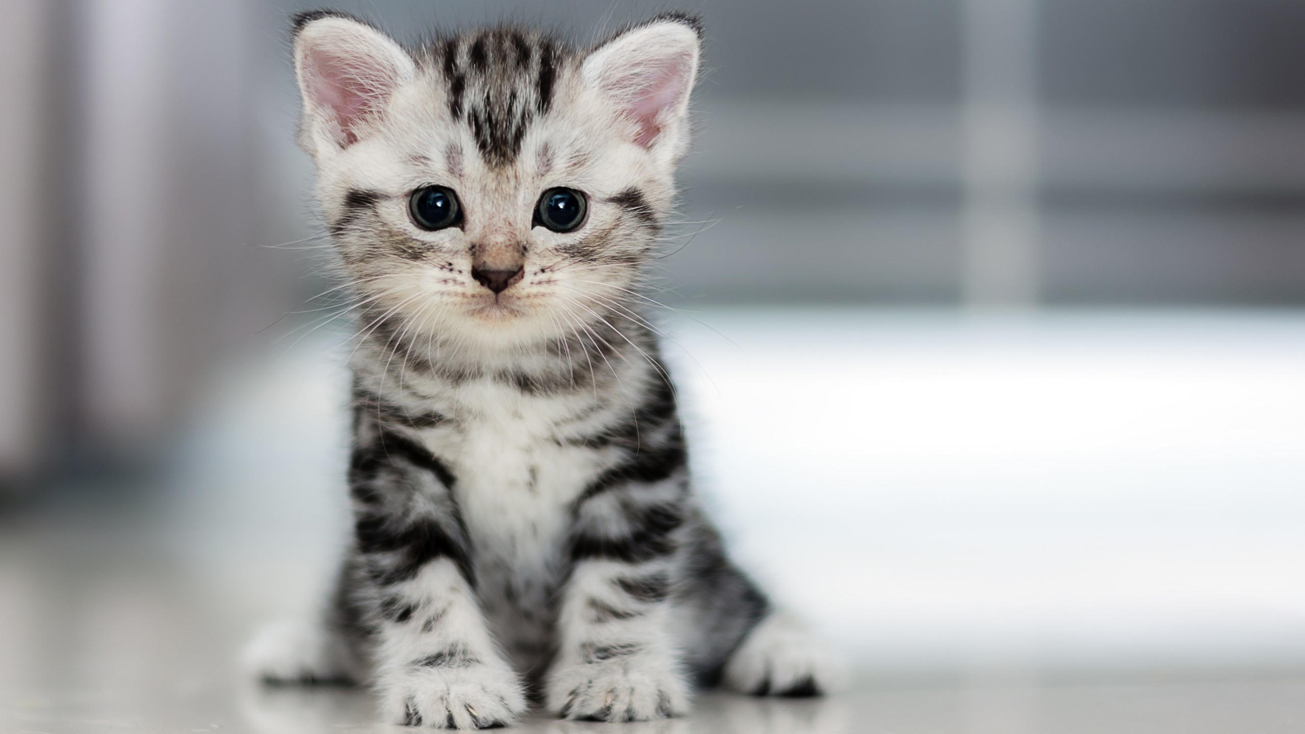 Kitten 2560x1440 cat cute 4k