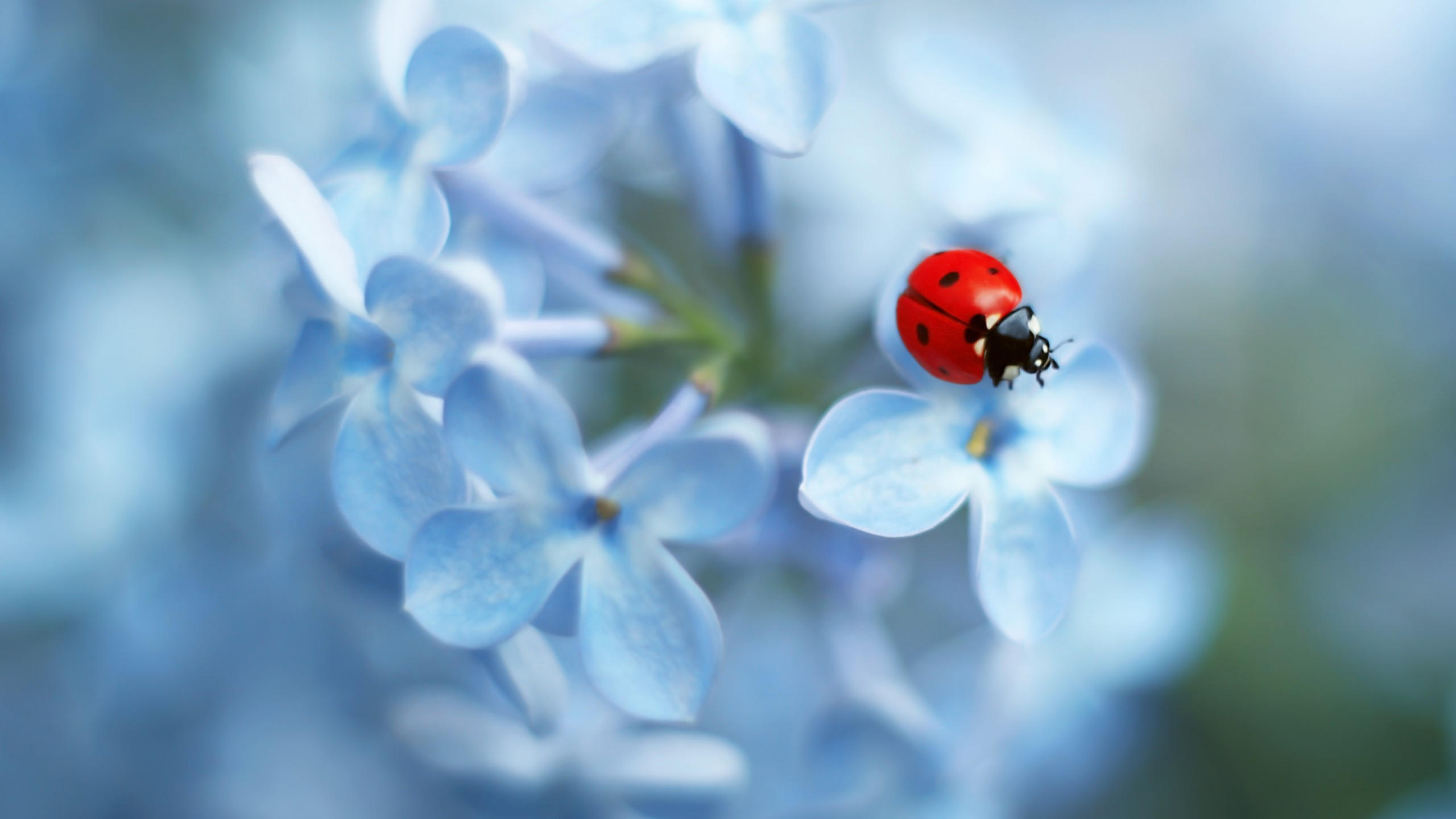 Ladybug 2560x1440 flower 4k