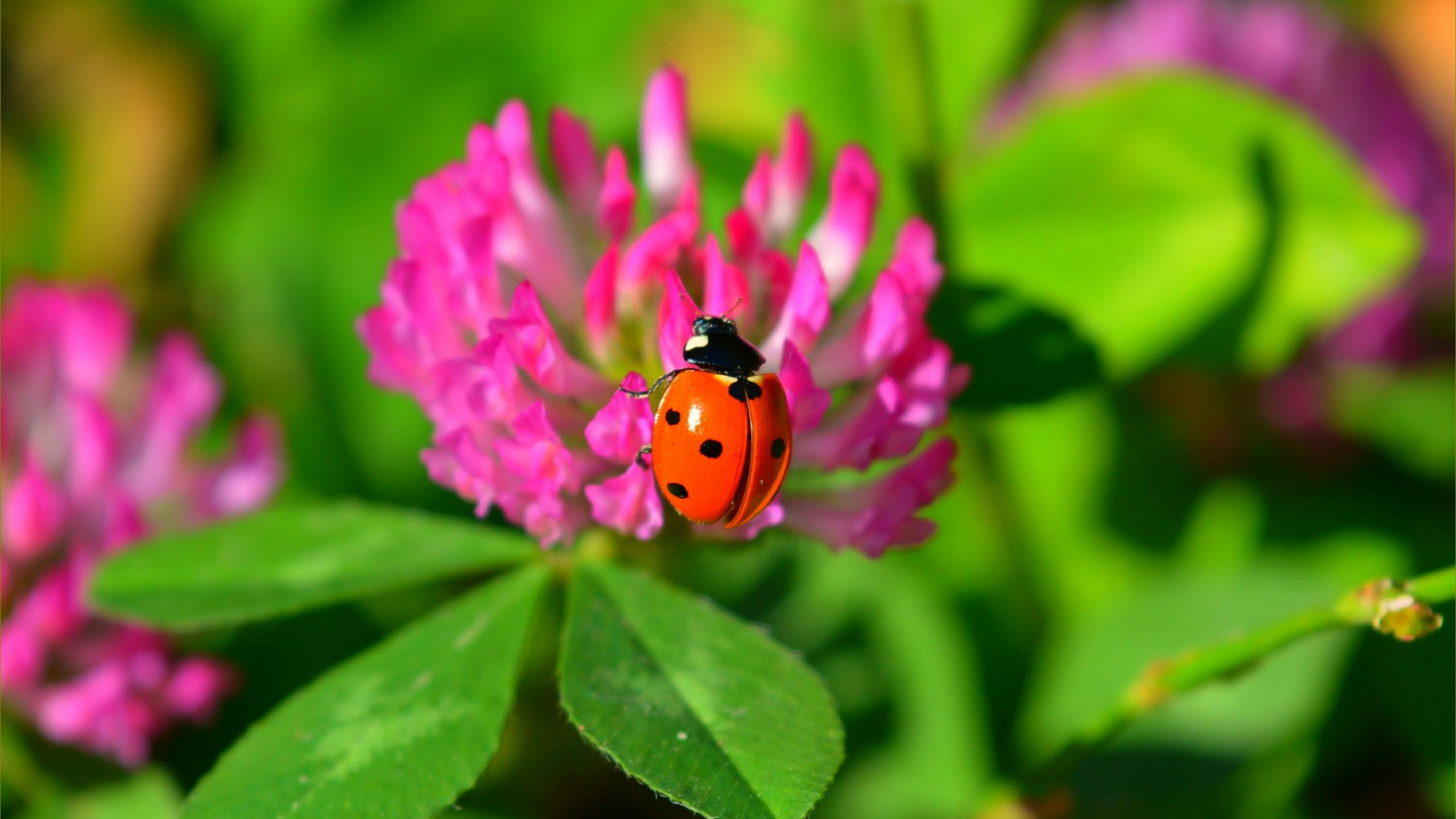 Ladybug 2560x1440 flower 4k
