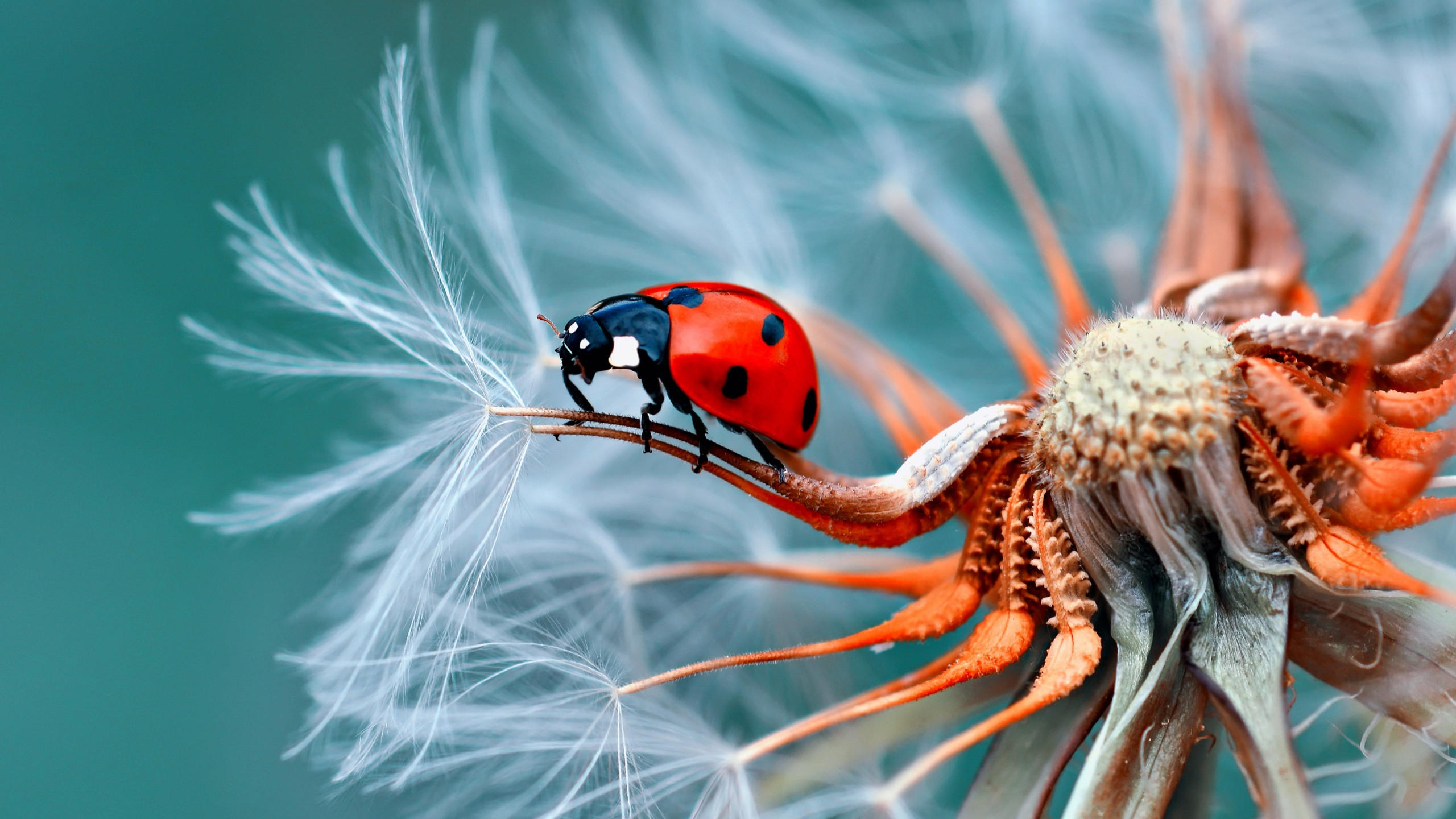 Ladybug 2560x1440 red flower 5k