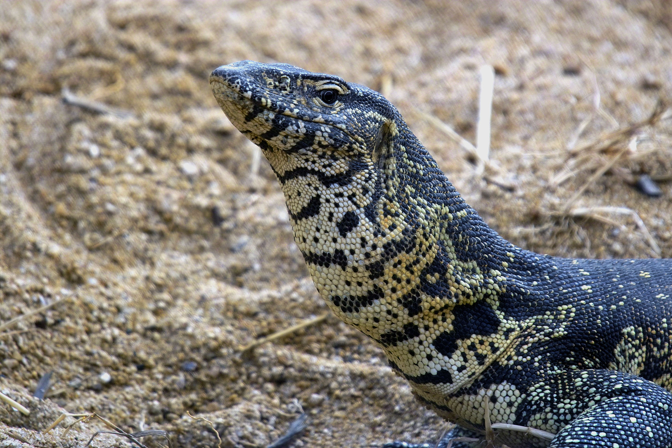 lagarto de comodo
