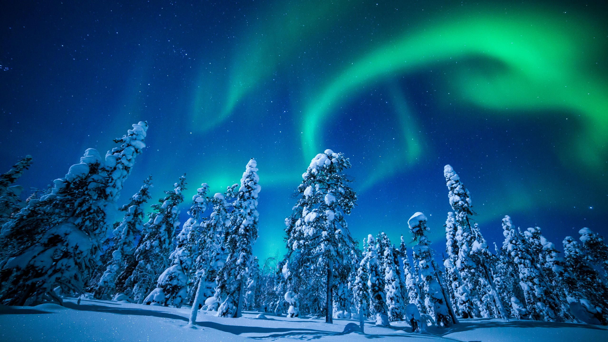 Lapland 2560x1440 finland winter snow tree night northern lights 5k