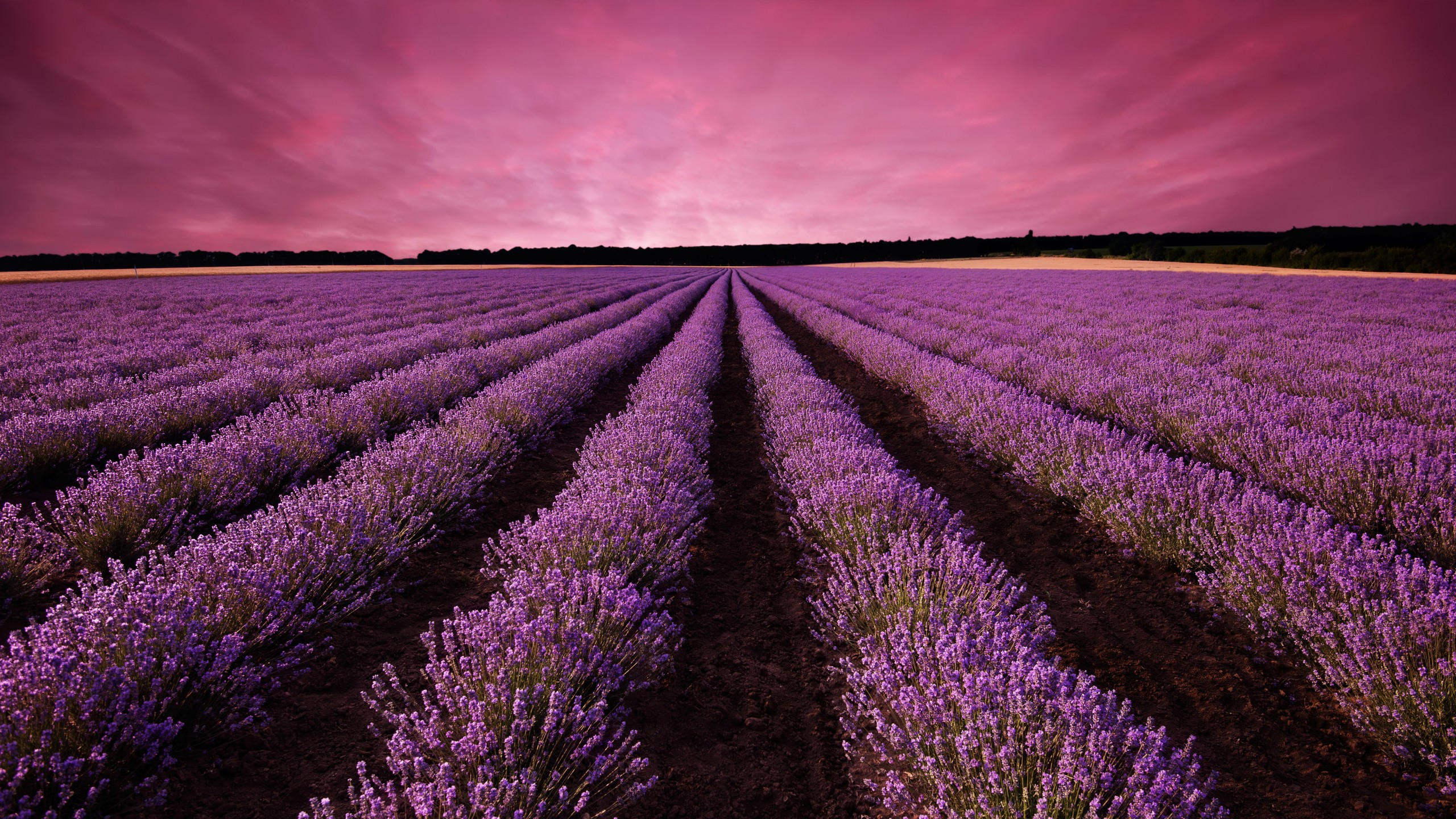 Lavender 2560x1440 field sky mountain provence france europe 5k