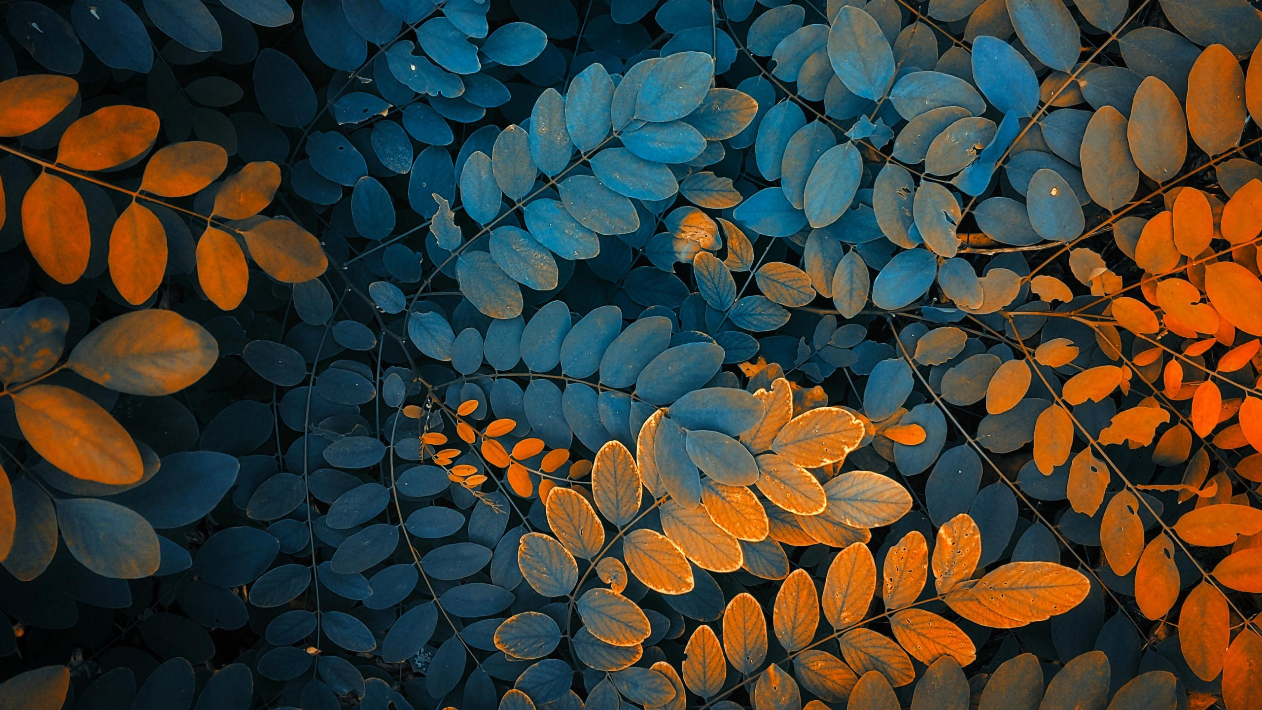 Leaves 2560x1440 autumn 4k