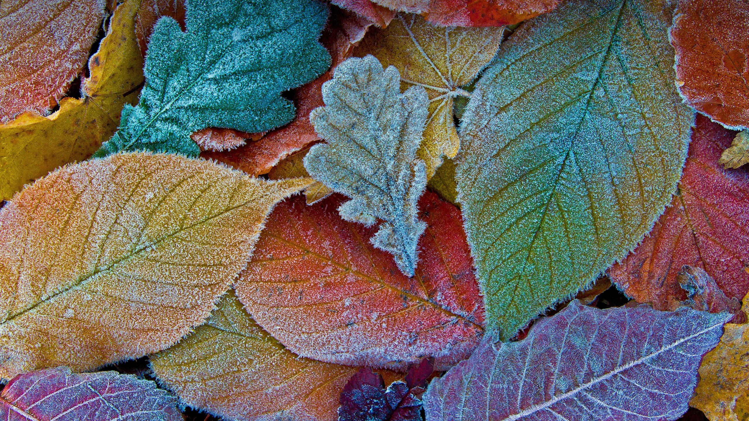 Leaves 2560x1440 autumn frost 5k