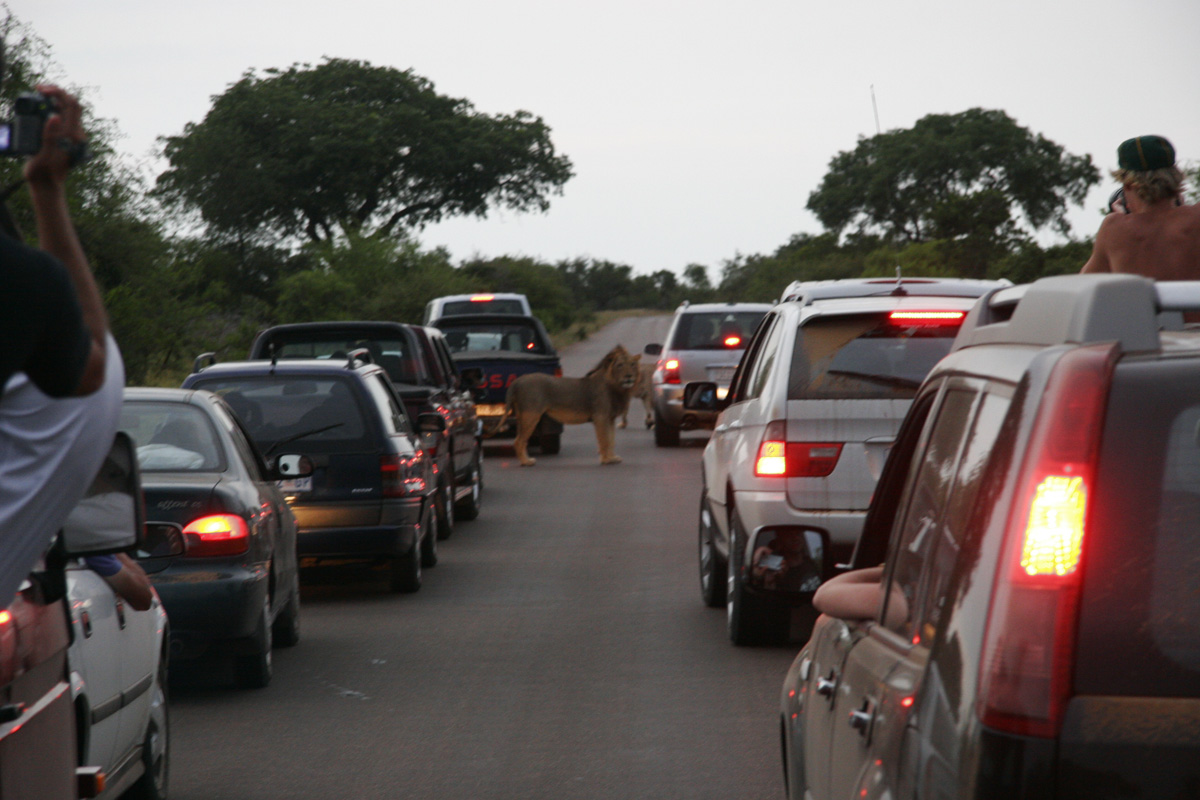 leon en la carretera
