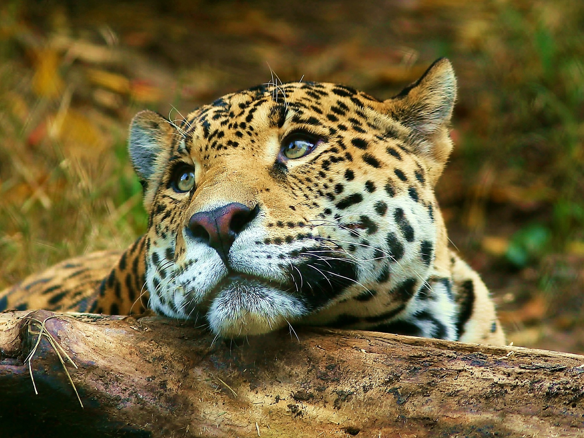 Leopardo en descanso: fondo de pantalla 4K alta calidad