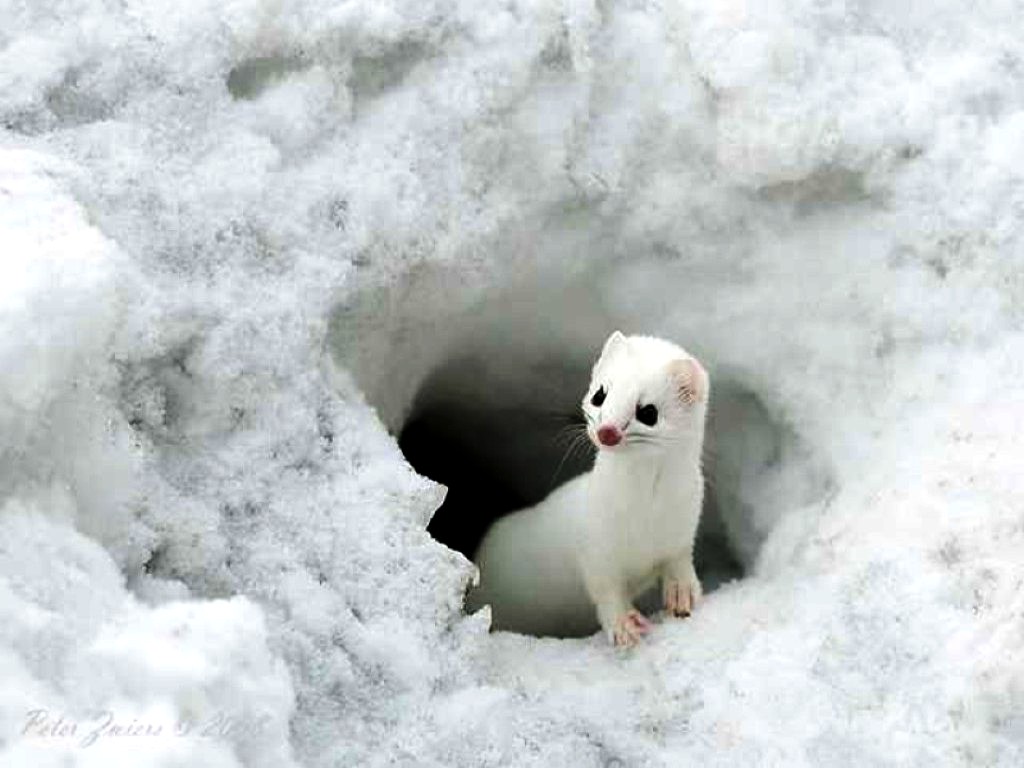 Little cute animal wallpapers