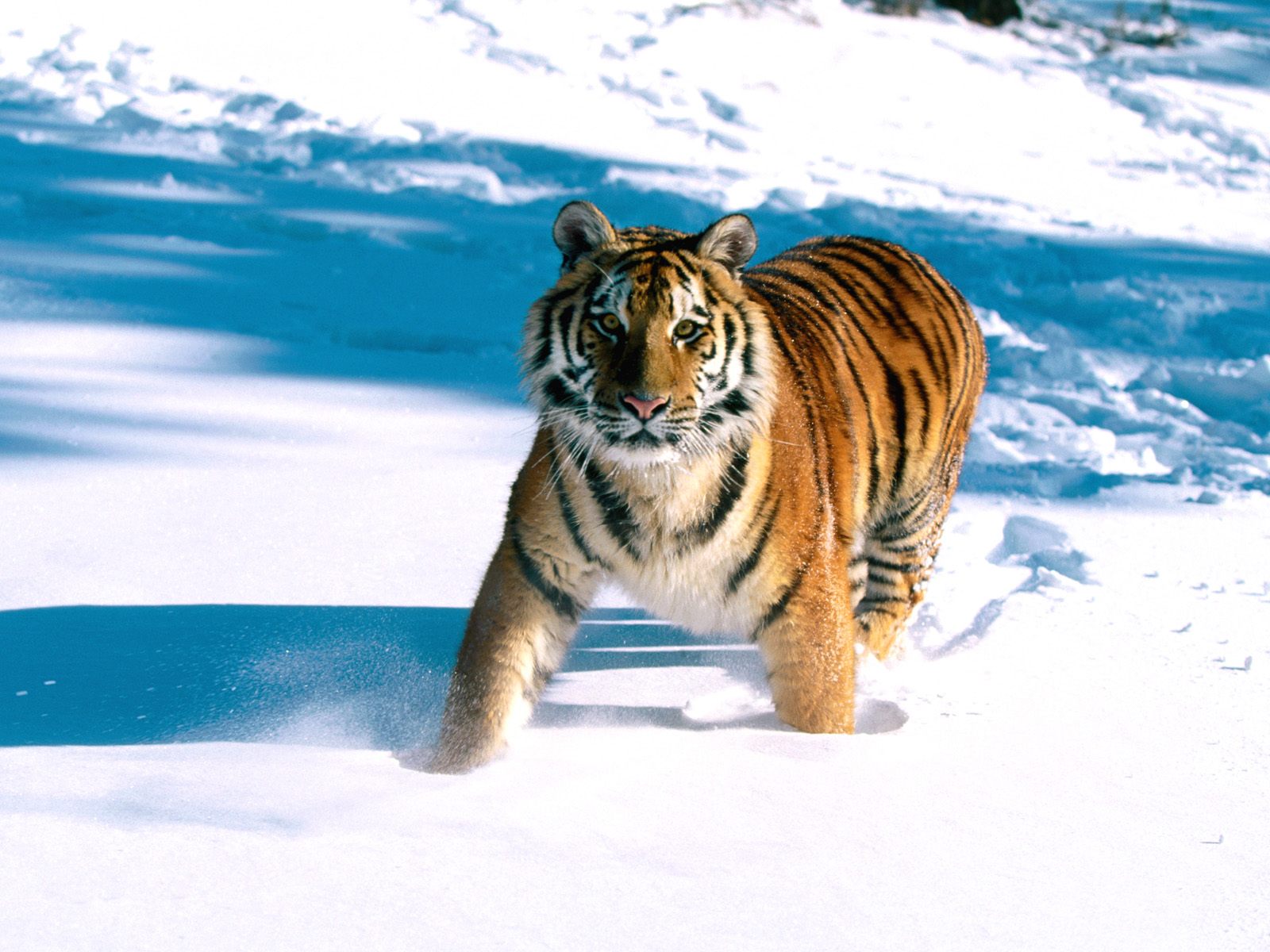 Majestic grace siberian tiger