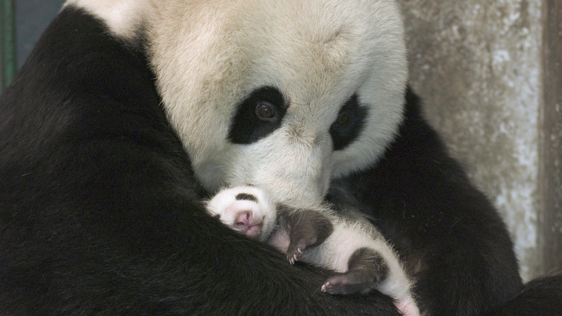 Mama panda y su cria