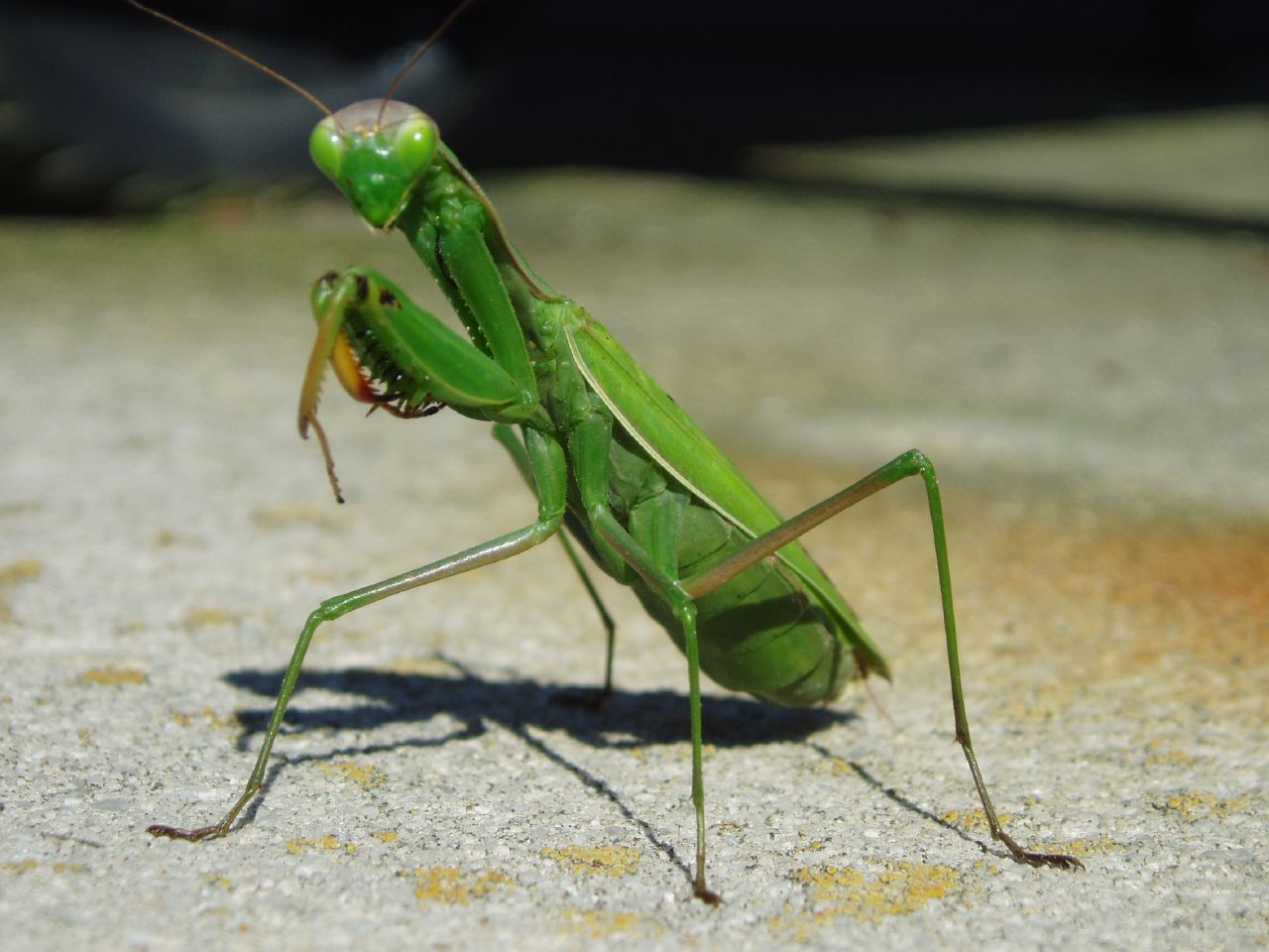 Mantis