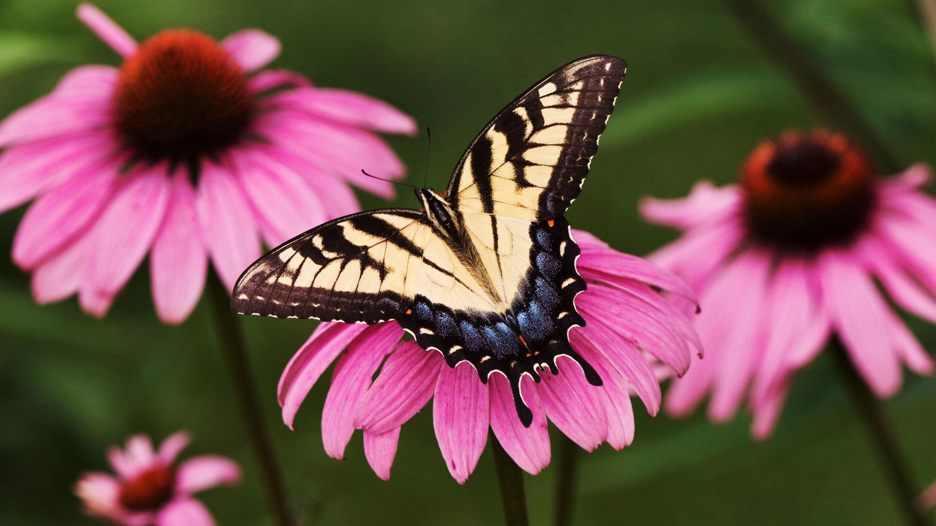 Mariposa Con alas manchadas