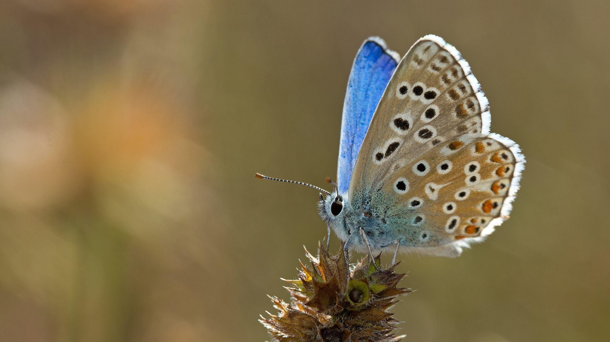 mariposa hermosos colores
