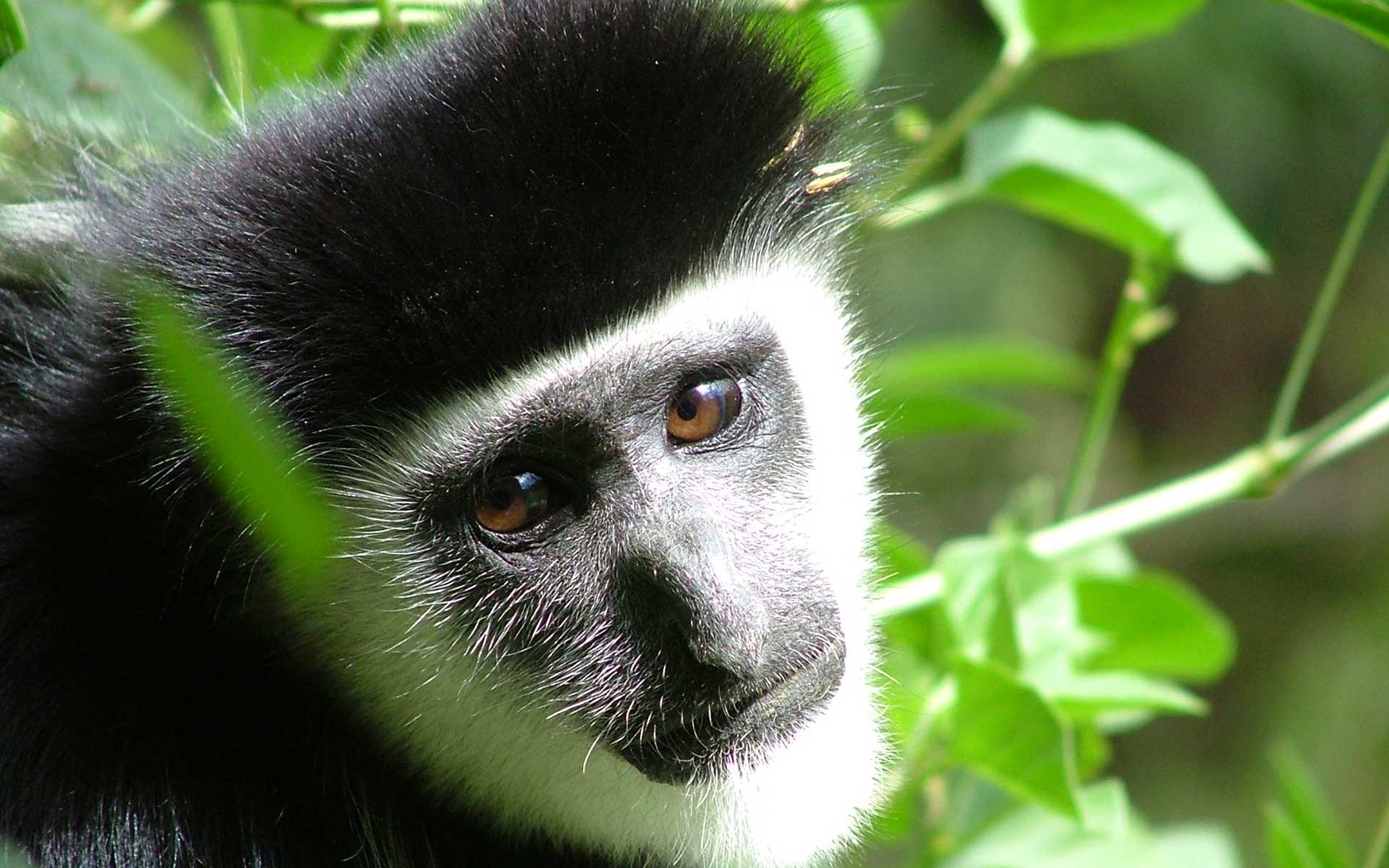Monkey colobus images wildlife animals wallpapers