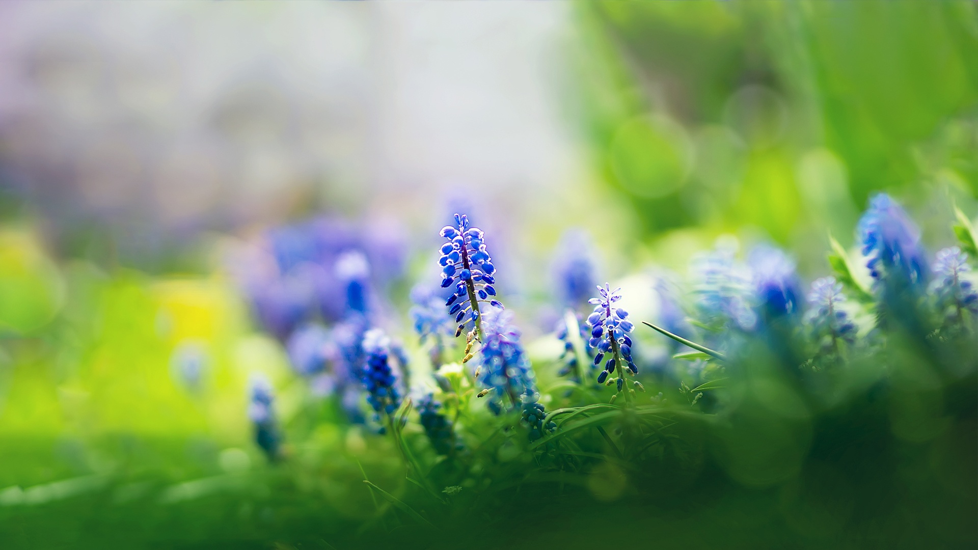 Muscari flowers