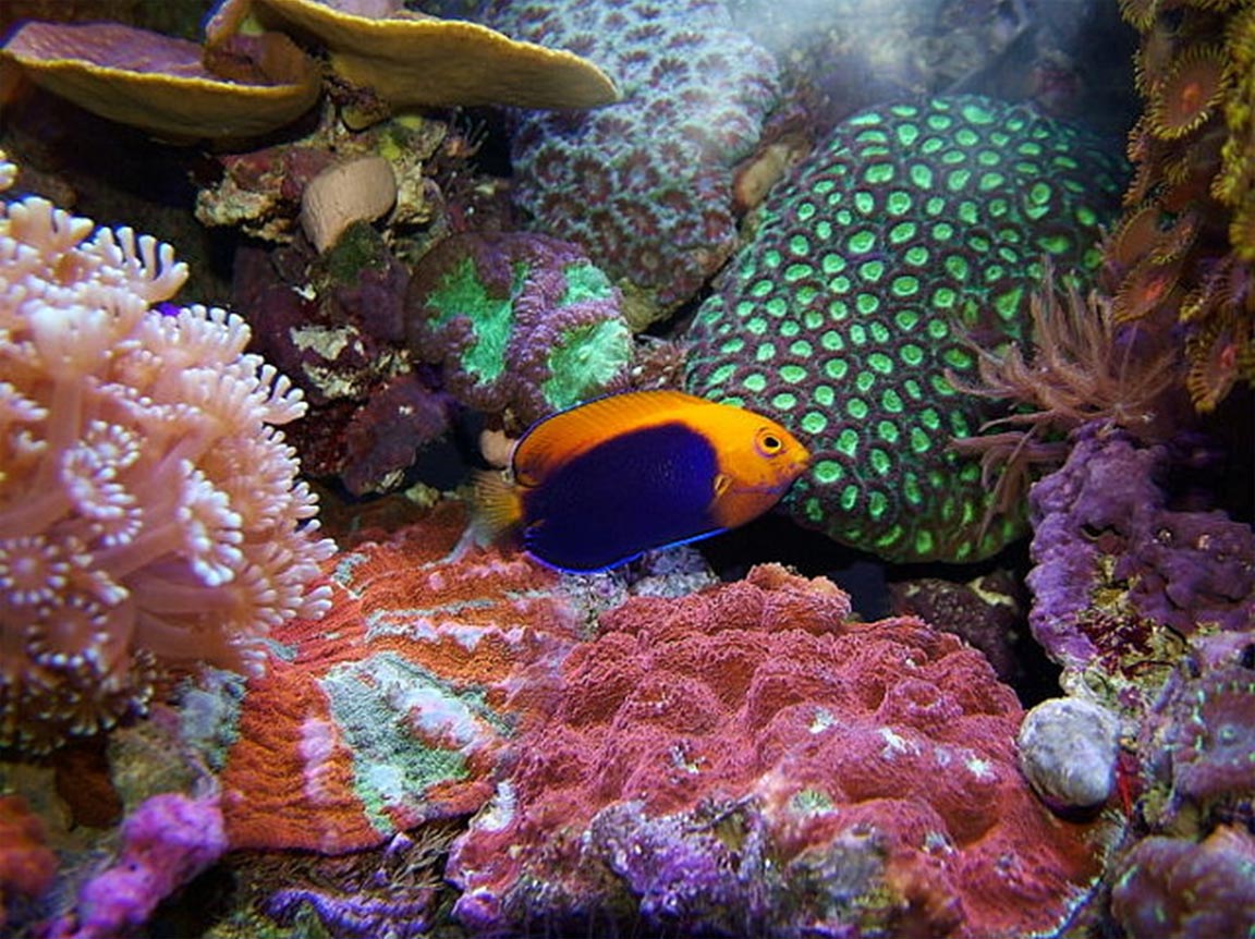 Ocean animals wallpaper