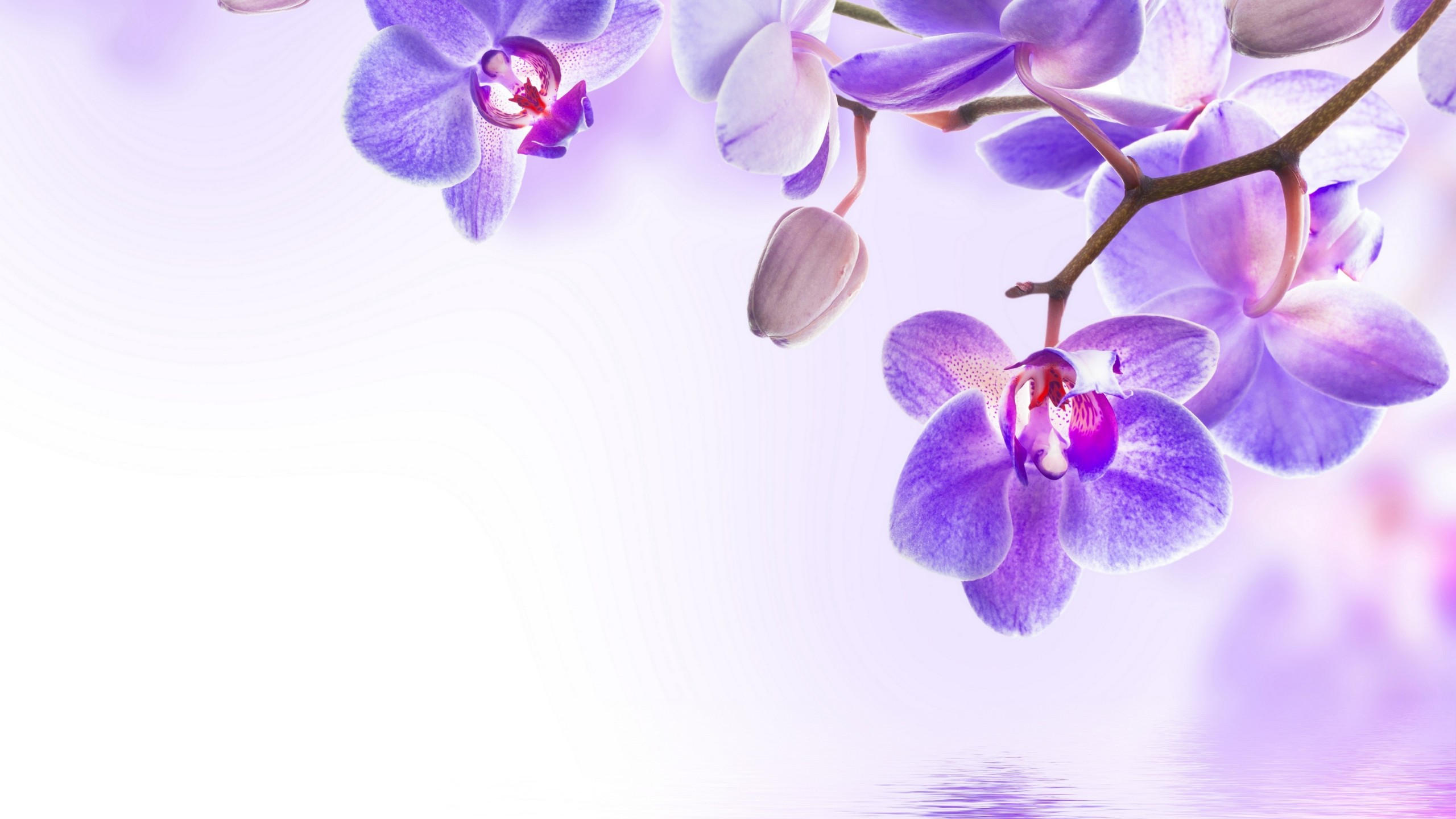 Orchid 2560x1440 flower 4k