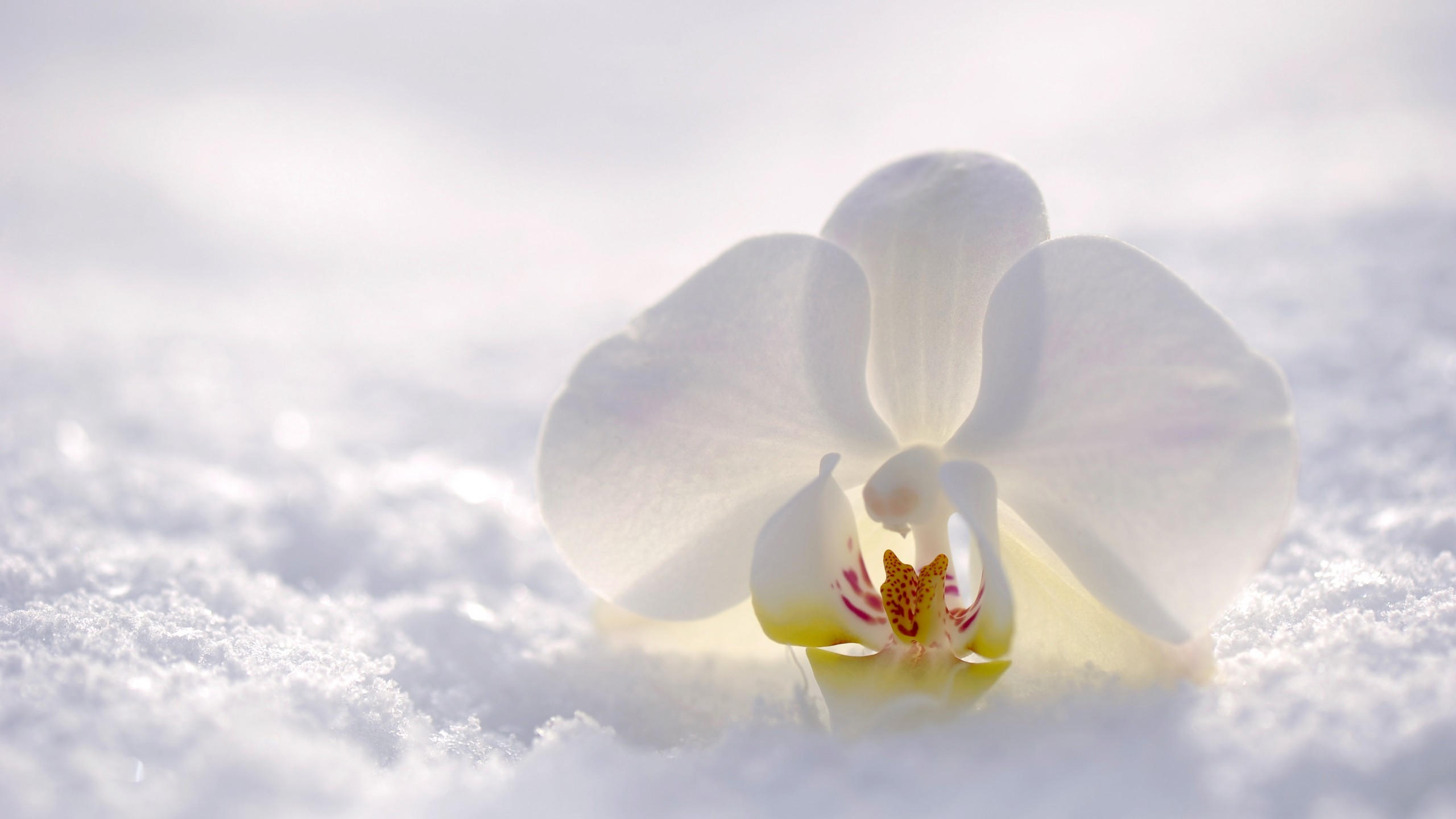 Orchid 2560x1440 flower snow winter white 4k