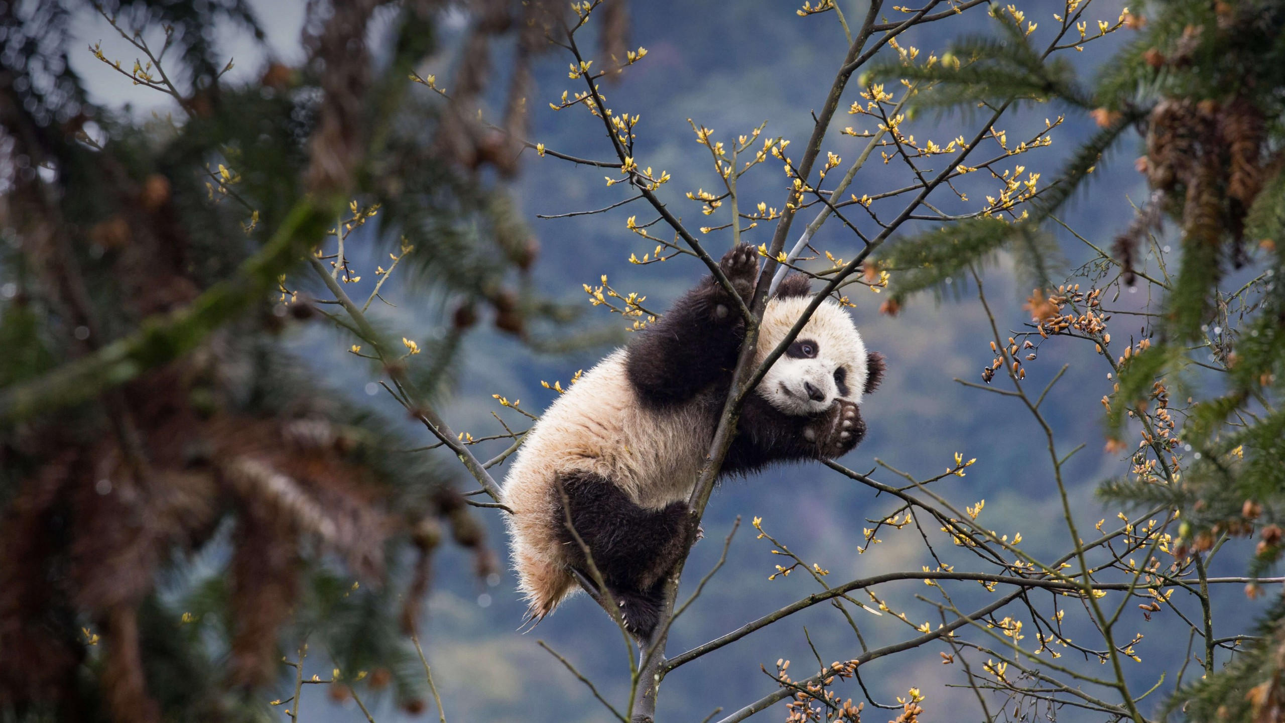 Panda 2560x1440 cute animals 4k