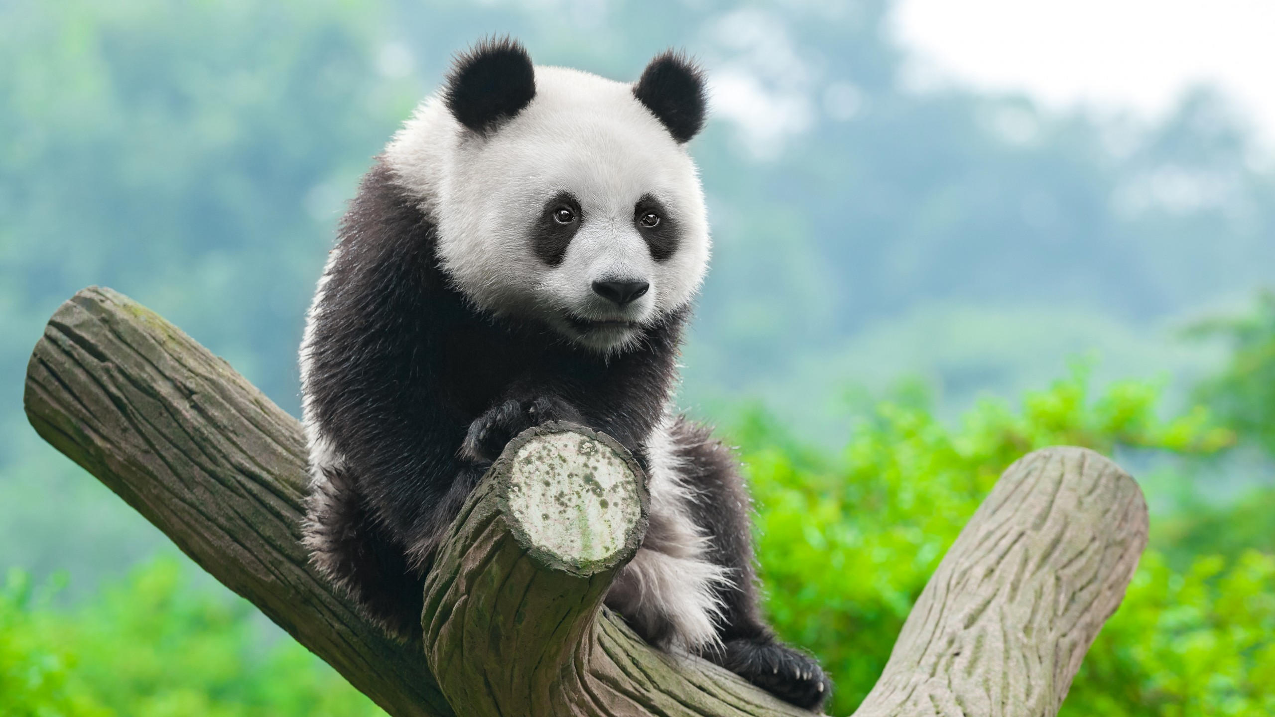 Panda 2560x1440 cute animals 4k